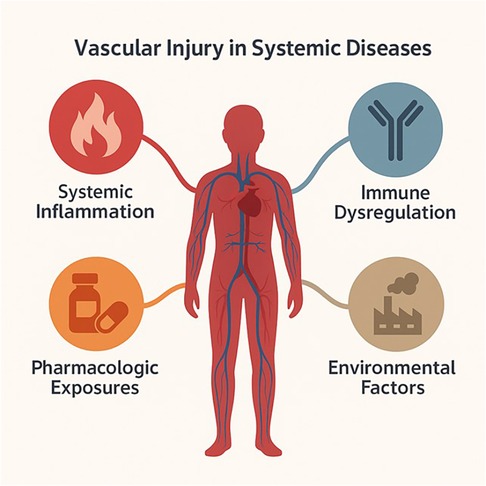 Illustration depicting a human figure with highlighted vascular system, indicating four causes of vascular injury in systemic diseases: systemic inflammation, immune dysregulation, pharmacologic exposures, and environmental factors. Each cause is represented by a surrounding icon connected to the figure.