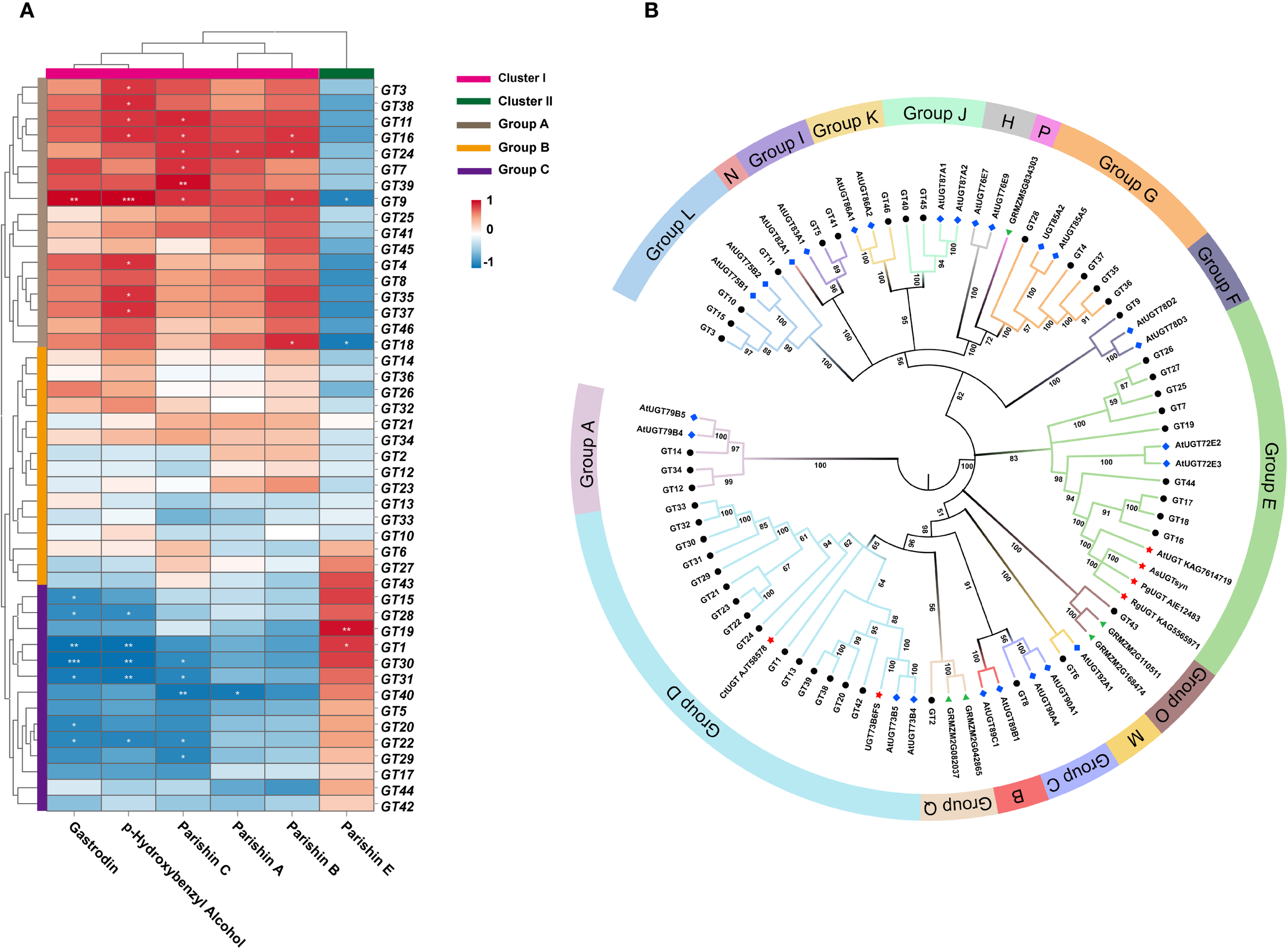 Panel A shows a clustered heatmap with genes GT1 to GT46 on the vertical axis and chemical compounds on the horizontal axis. The color gradient ranges from blue to red, representing expression levels. Panel B displays a circular phylogenetic tree with groups labeled from L to P and subclusters within each group. Different colored lines indicate relationships among genetic sequences.