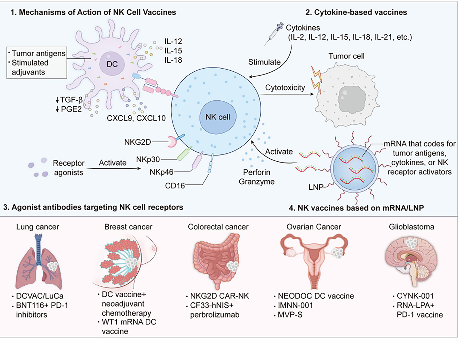 Diagram illustrating NK cell vaccines and their mechanisms of action. Section 1 shows dendritic cells stimulating NK cells. Section 2 depicts cytokine-based vaccines stimulating cytotoxicity against tumor cells. Section 3 highlights agonist antibodies for NK cell receptors in various cancers, including treatments for lung, breast, colorectal, ovarian, and glioblastoma cancer. Section 4 focuses on NK vaccines based on mRNA/LNP technology for these cancers.