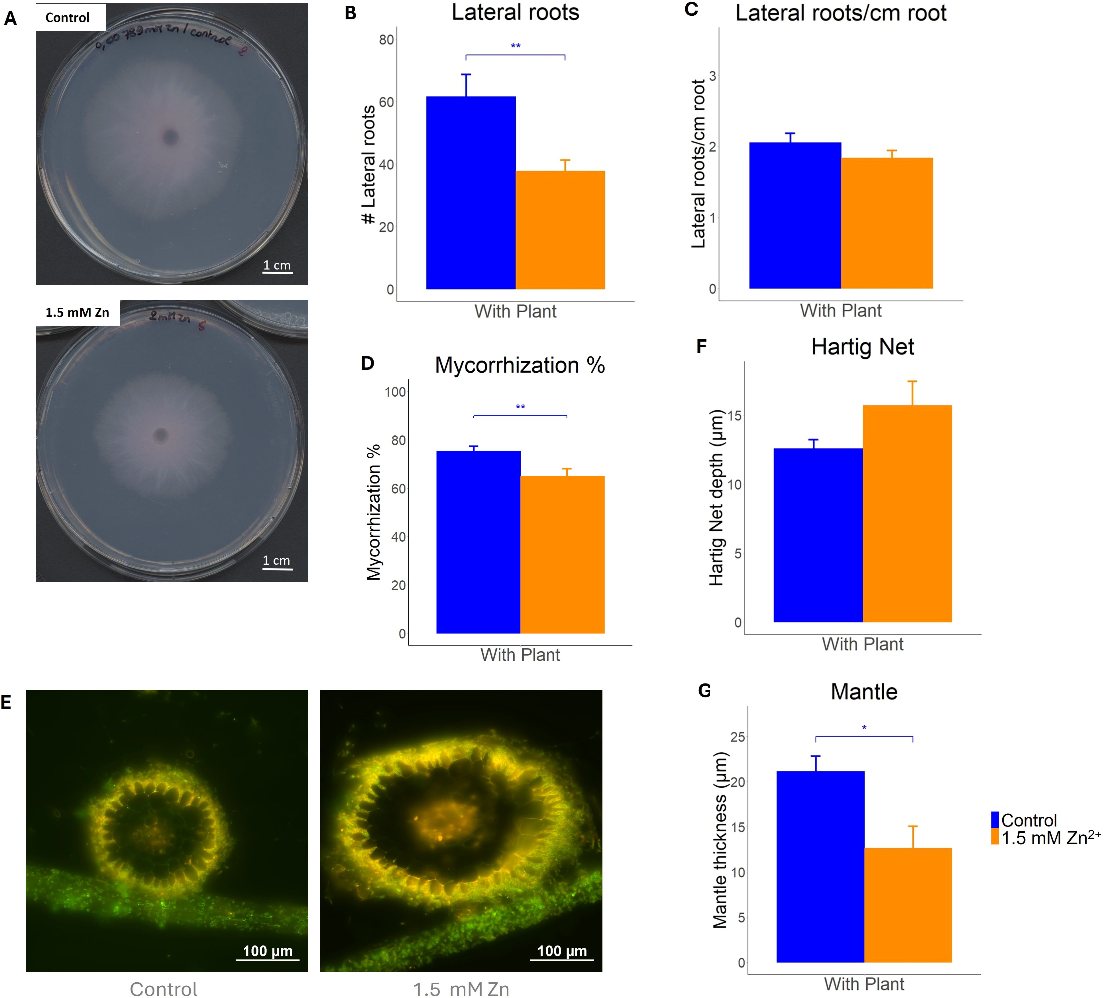 Petri dishes and bar charts explore the effects of 1.5 mM zinc (Zn) on plants' root-related features. A) shows fungal growth in control and Zn conditions. B) compares lateral root numbers, indicating significant growth reduction with Zn. C) analyzes lateral roots per centimeter. D) depicts a decrease in mycorrhization percentage with Zn. E) microscope images of root sections contrast control and Zn influences. F) illustrates increased Hartig Net depth with Zn. G) shows mantle thickness reduction with Zn. Blue bars represent control, and orange bars indicate 1.5 mM Zn exposure.