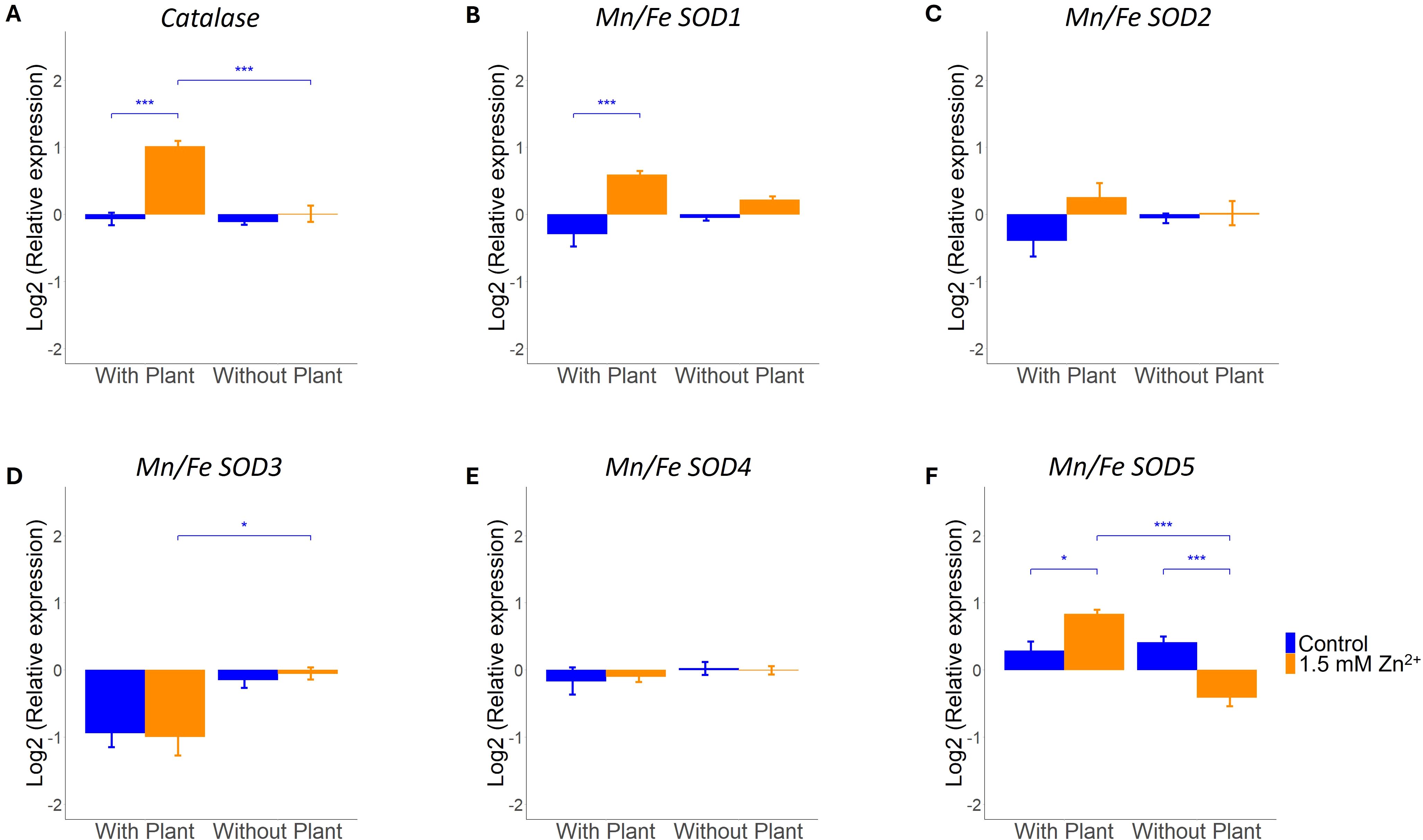 Bar graphs show the relative expression (Log2) of six genes: Catalase, Mn/Fe SOD1, Mn/Fe SOD2, Mn/Fe SOD3, Mn/Fe SOD4, and Mn/Fe SOD5. Data compare presence and absence of plants under control and 1.5 mM Zn²⁺ conditions. Significant differences are marked with asterisks, indicating statistical significance. The blue bars represent the control, and the orange bars represent 1.5 mM Zn²⁺.