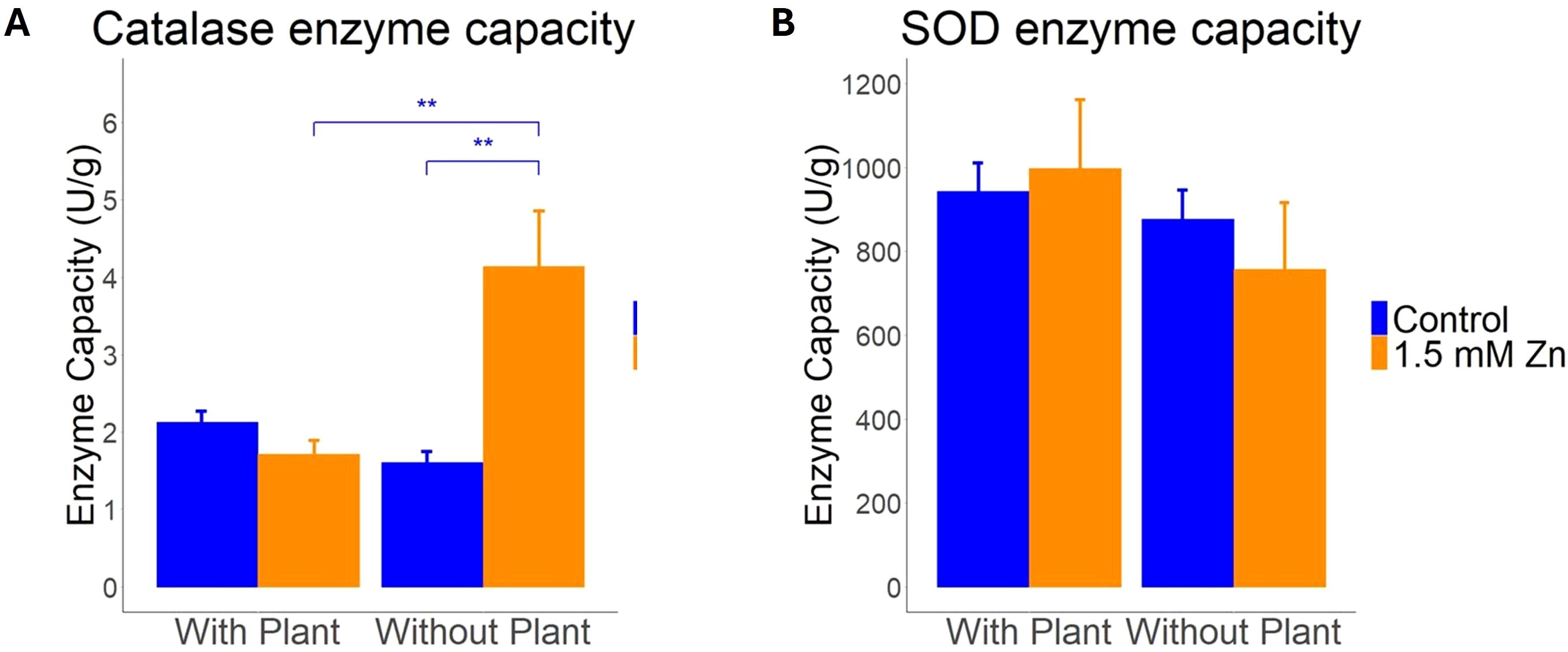 Bar graphs comparing enzyme capacities. Graph A shows catalase enzyme capacity, with higher values for the control “with plant” and “without plant” compared to 1.5 millimolar zinc. Significant differences are marked. Graph B shows SOD enzyme capacity, similar for both groups, with slightly higher values for 1.5 millimolar zinc. Control is in blue, zinc in orange.