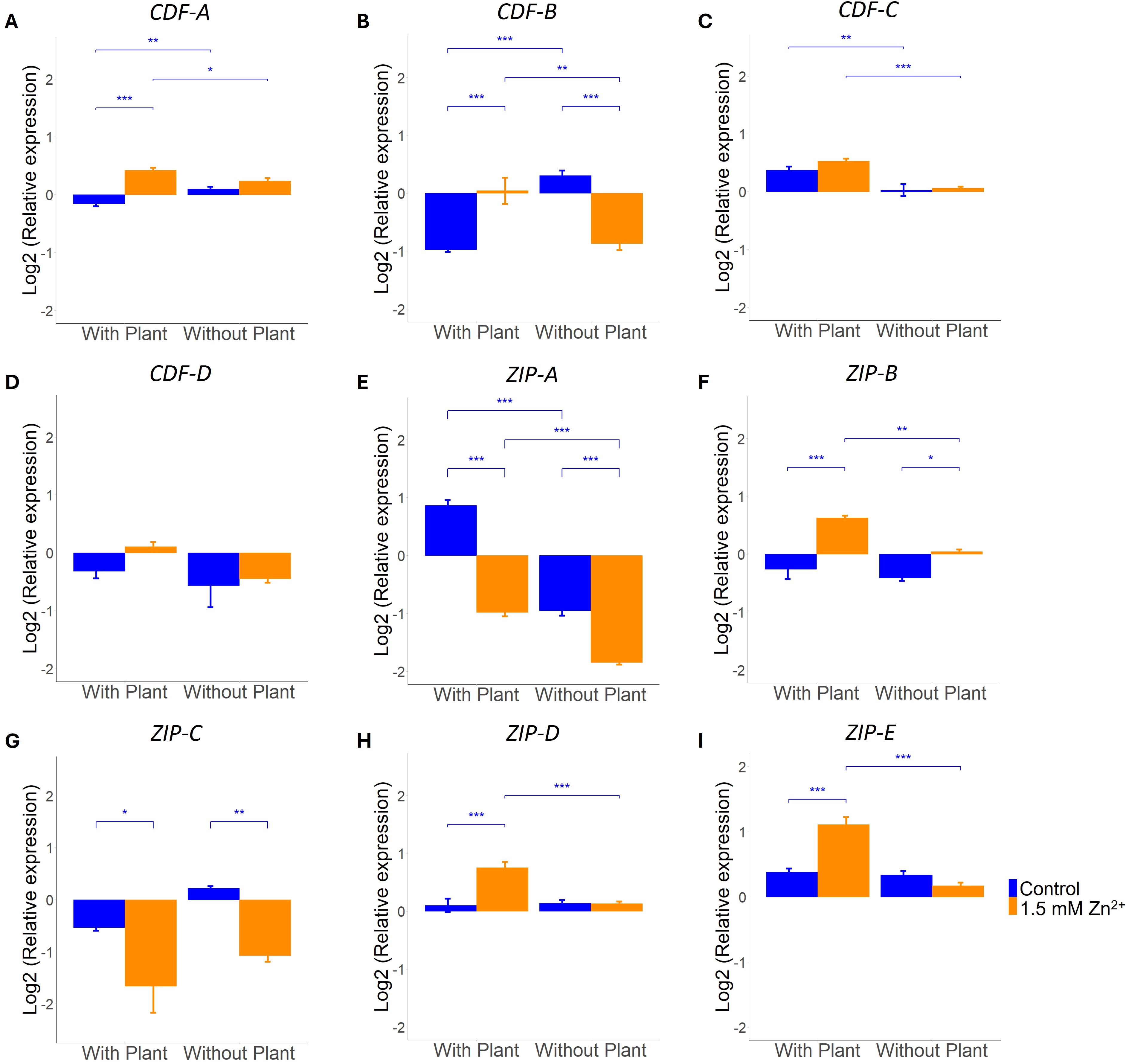 Bar graphs showing relative gene expression (log2 scale) of CDF and ZIP family genes in conditions “With Plant” and “Without Plant”. Each panel (A-I) compares control (blue) and 1.5 mM Zn²⁺ (orange). Significant differences are marked with asterisks: *, **, ***.