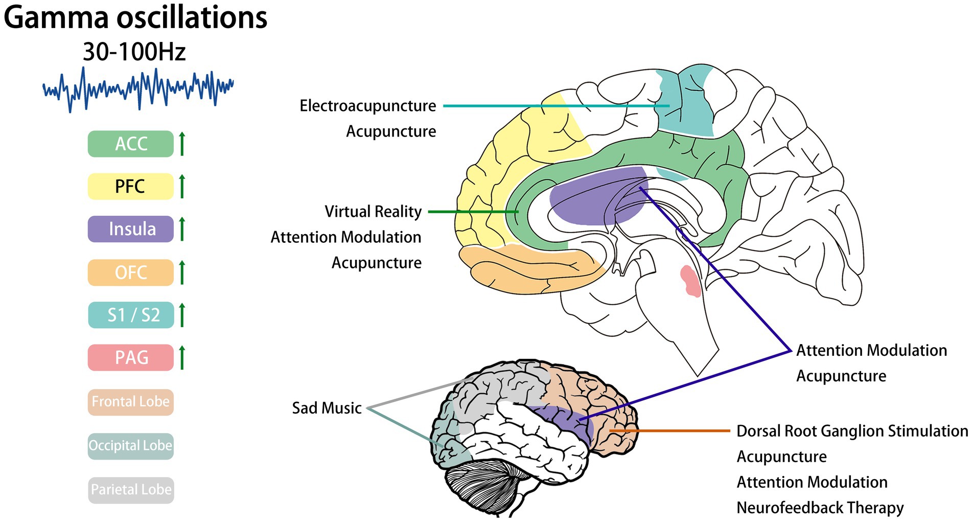 Diagram showing brain regions affected by gamma oscillations (30-100 Hz) with different treatments. Regions include ACC, PFC, Insula, OFC, S1/S2, and PAG. Treatments listed are Electroacupuncture, Virtual Reality, Attention Modulation, Acupuncture, Sad Music, Dorsal Root Ganglion Stimulation, and Neurofeedback Therapy. Regions and treatments are color-coded and labeled on a brain illustration.