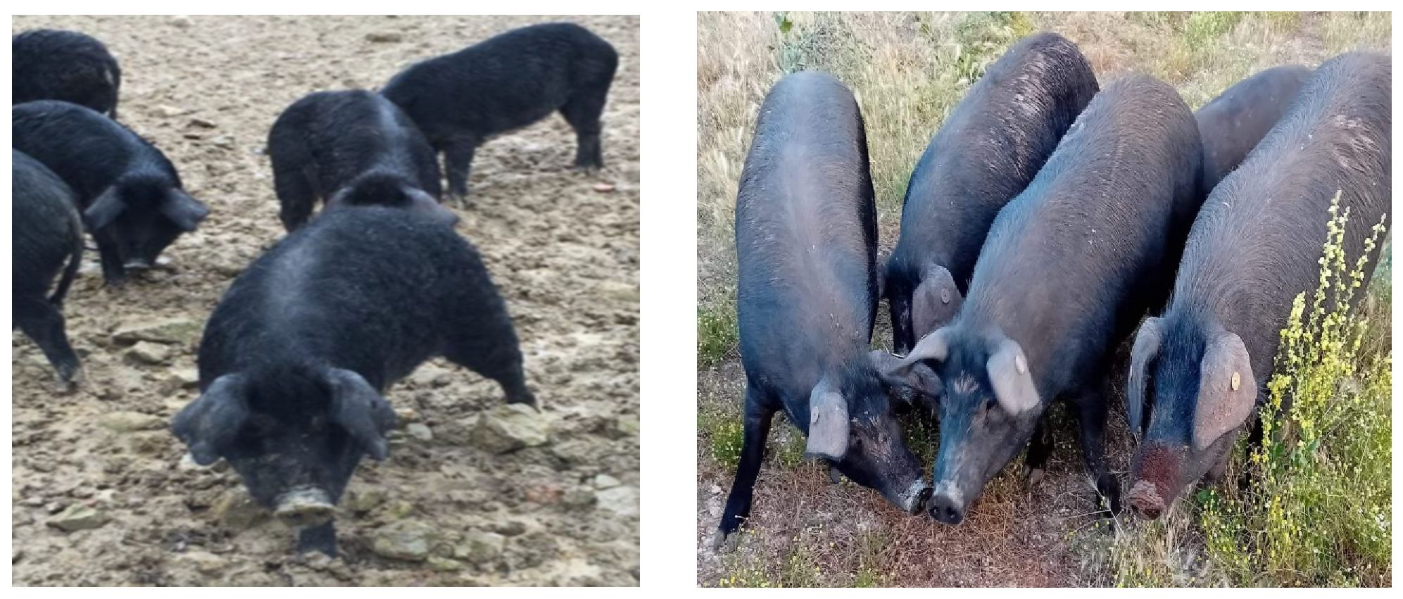 Two side-by-side photographs of black pigs. The left image shows several pigs standing on a muddy surface, possibly searching for food. The right image shows four pigs with ear tags on a grassy field, interacting closely with each other.