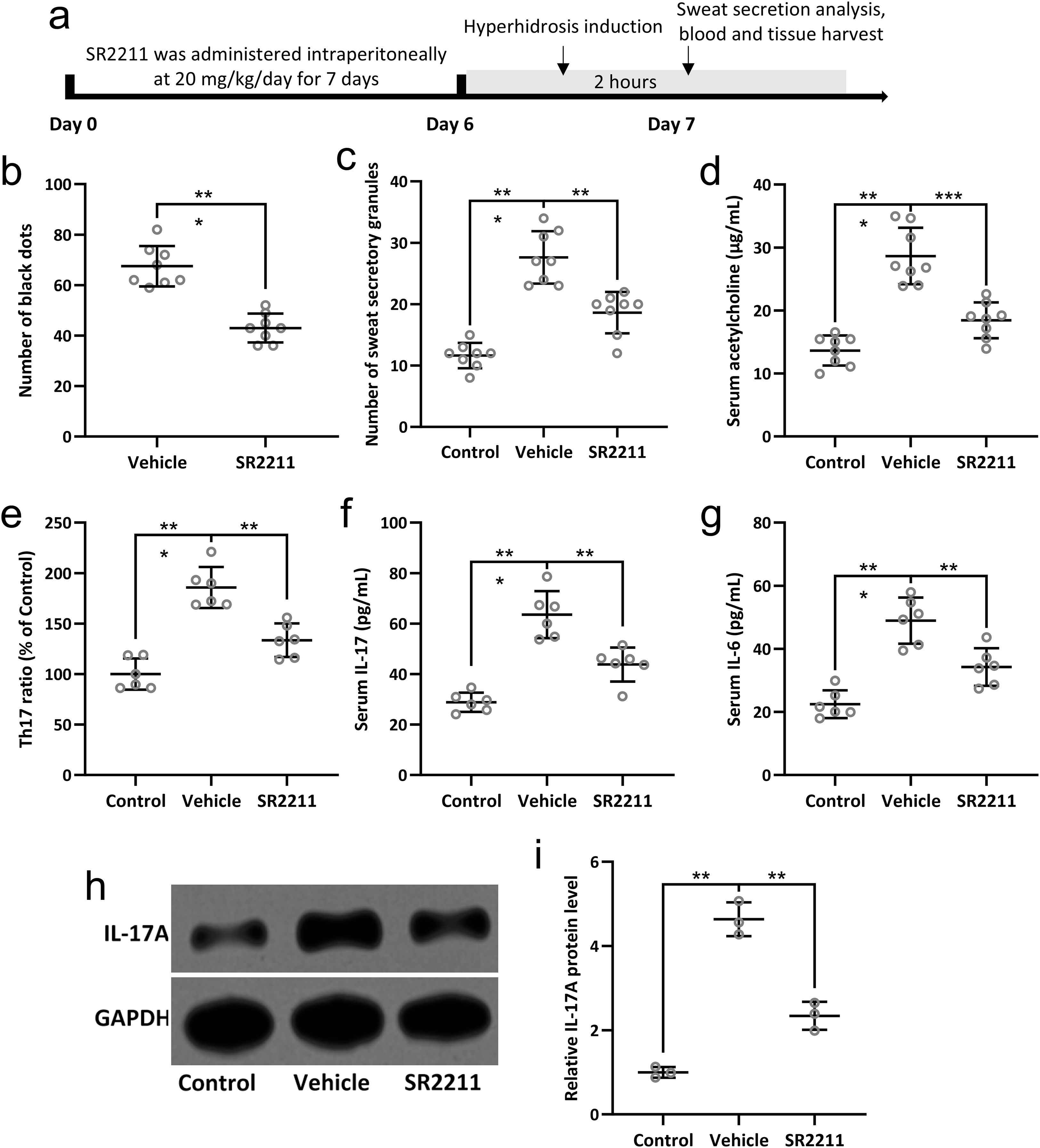 Timeline and data visualizations illustrate the effects of SR2211 on hyperhidrosis and associated factors in a study. Panel (a) shows the experimental timeline. Panels (b) to (g) present various metrics like black dot count, sweat granules, serum acetylcholine, Th17 ratio, serum IL-17, and IL-6 levels, comparing Control, Vehicle, and SR2211 groups. Panel (h) displays western blot results for IL-17A and GAPDH. Panel (i) shows relative IL-17A protein levels across groups. Significant differences are indicated with asterisks.
