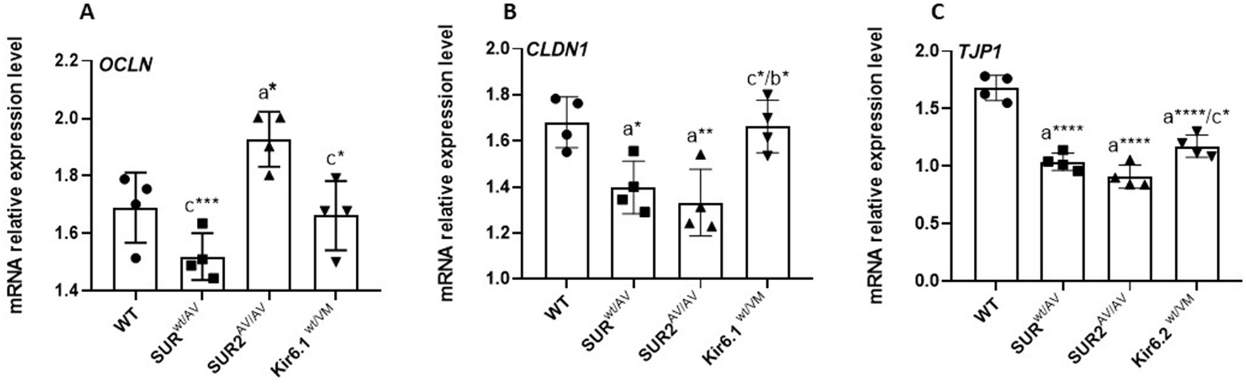 Bar graphs showing mRNA relative expression levels of OCLN, CLDN1, and TJP1 in different genotypes including WT, SUR-W/W, SUR2A/V, and Klfα1-W/M. Each graph displays individual data points, mean values, and error bars representing standard deviation. Significant differences between groups are indicated with asterisks and letters. Panel A shows OCLN expression, B shows CLDN1, and C shows TJP1.
