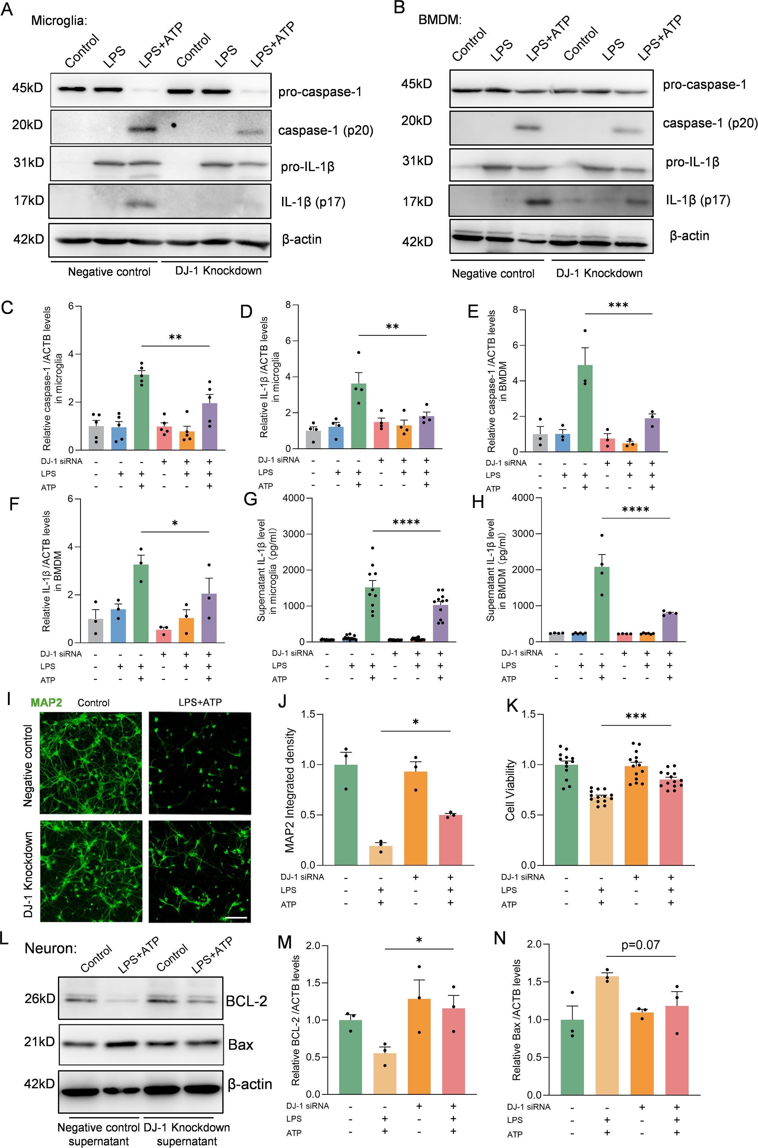 Scientific image showing Western blots and bar graphs. Panels A and B show protein expression results for microglia and BMDMs, including pro-caspase-1, caspase-1 p20, pro-IL-1β, IL-1β p17, and β-actin. Panels C to H and J to N present bar graphs of relative protein levels and integrated density with various treatments, showing significant differences marked by asterisks. Panel I provides fluorescent images of neurons labeled MAP2, displaying differences between control and DJ-1 knockdown with LPS and ATP treatments. Various statistical significance levels are indicated.