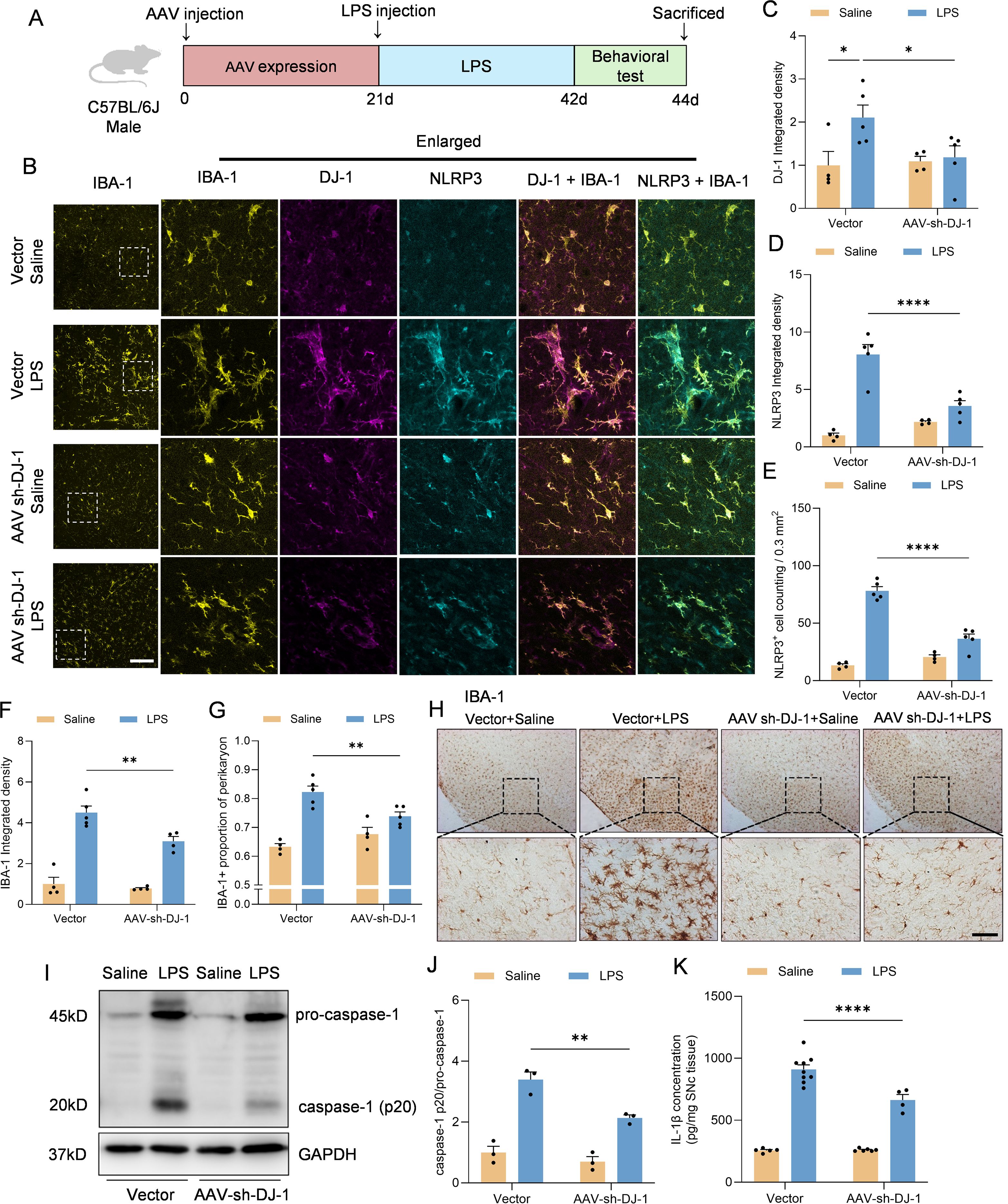 A multi-panel scientific figure showing an experiment with C57BL/6J mice treated with AAV and LPS. Panel A outlines the experimental timeline. Panel B displays fluorescent images of brain tissue with varying treatments, highlighting IBA-1, DJ-1, and NLRP3 markers. Panels C to K present graphs and images analyzing integrated density, cell counts, and protein levels, with statistical significance marked by asterisks. Panel H includes immunohistochemistry images, and Panel I shows a Western blot of caspase-1 expression. Statistical differences between treatments are denoted with stars, indicating degrees of significance.