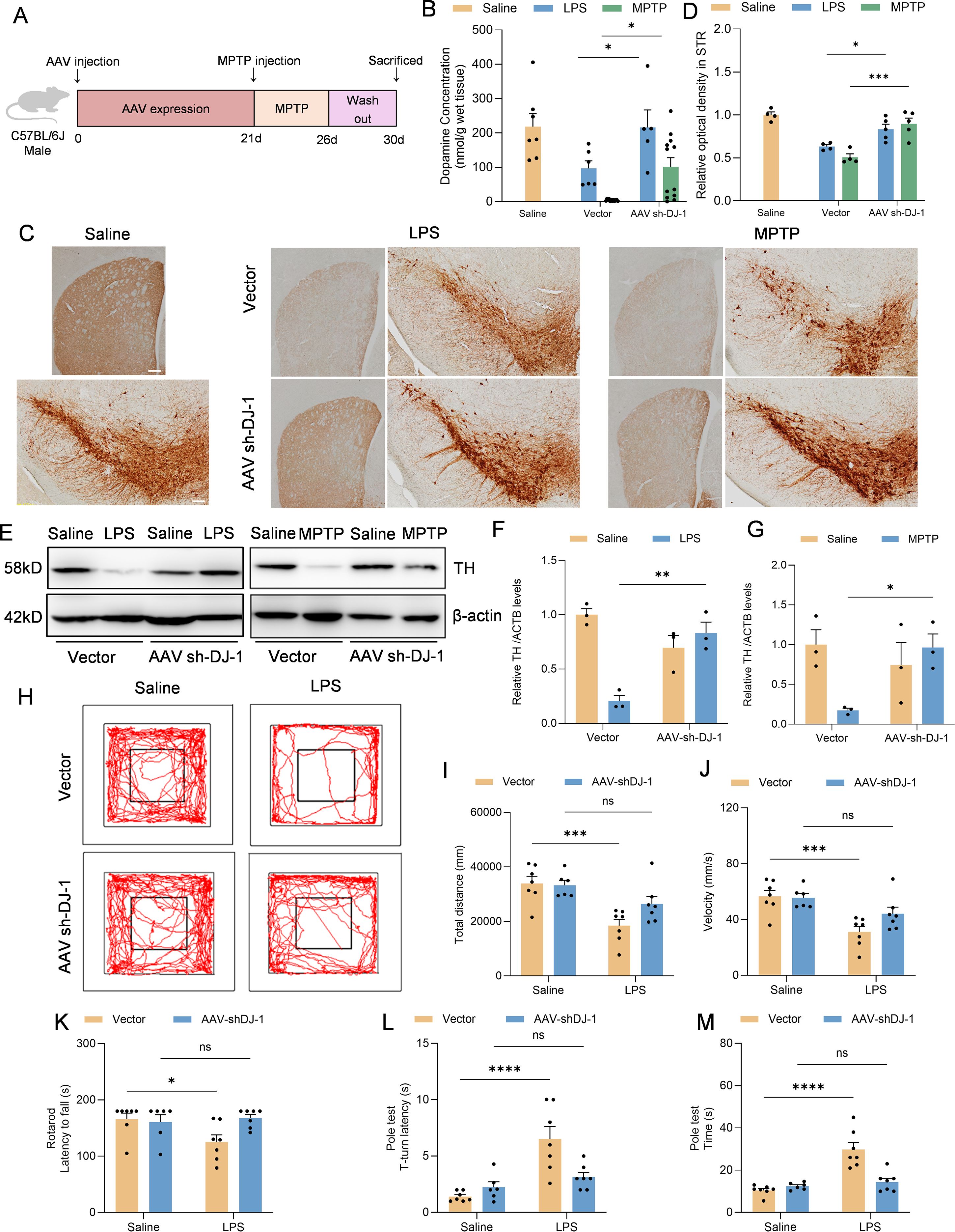 A series of panels illustrates an experimental study on mice. (A) Timeline of AAV and MPTP injections in C57BL/6J male mice, showing stages from expression to sacrifice. (B) Bar graph indicates dopaminergic neuron count across different treatments, with increased counts in AAV sh-DJ-1 groups. (C) Images show brain sections stained for neuronal visualization under different treatments: saline, LPS, and MPTP. (D) Relative optical density graph indicates treatment effect on neurons. (E) Western blots for TH and β-actin proteins, comparing vector and AAV sh-DJ-1 groups under saline, LPS, and MPTP. (F) and (G) Bar graphs show protein expression differences. (H) Open field test tracks mouse movement in saline and LPS conditions. (I) and (J) Graphs show total distance and velocity differences. (K), (L), and (M) Bar graphs display motor function tests results, including rotarod latency and pole test performance across different treatments. Statistical significance is marked in graphs.