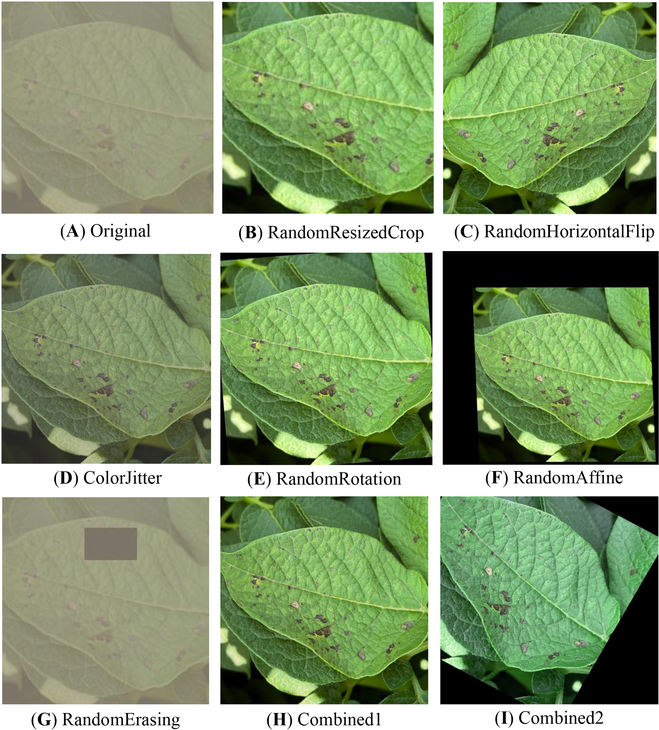 A series of images showing a green leaf with dark spots under various data augmentation techniques. (A) Original image, (B) Resized crop, (C) Horizontal flip, (D) Color adjustment, (E) Rotated, (F) Affine transform, (G) Random erasing, (H) Combination one, (I) Combination two, each modifying the leaf's appearance differently.