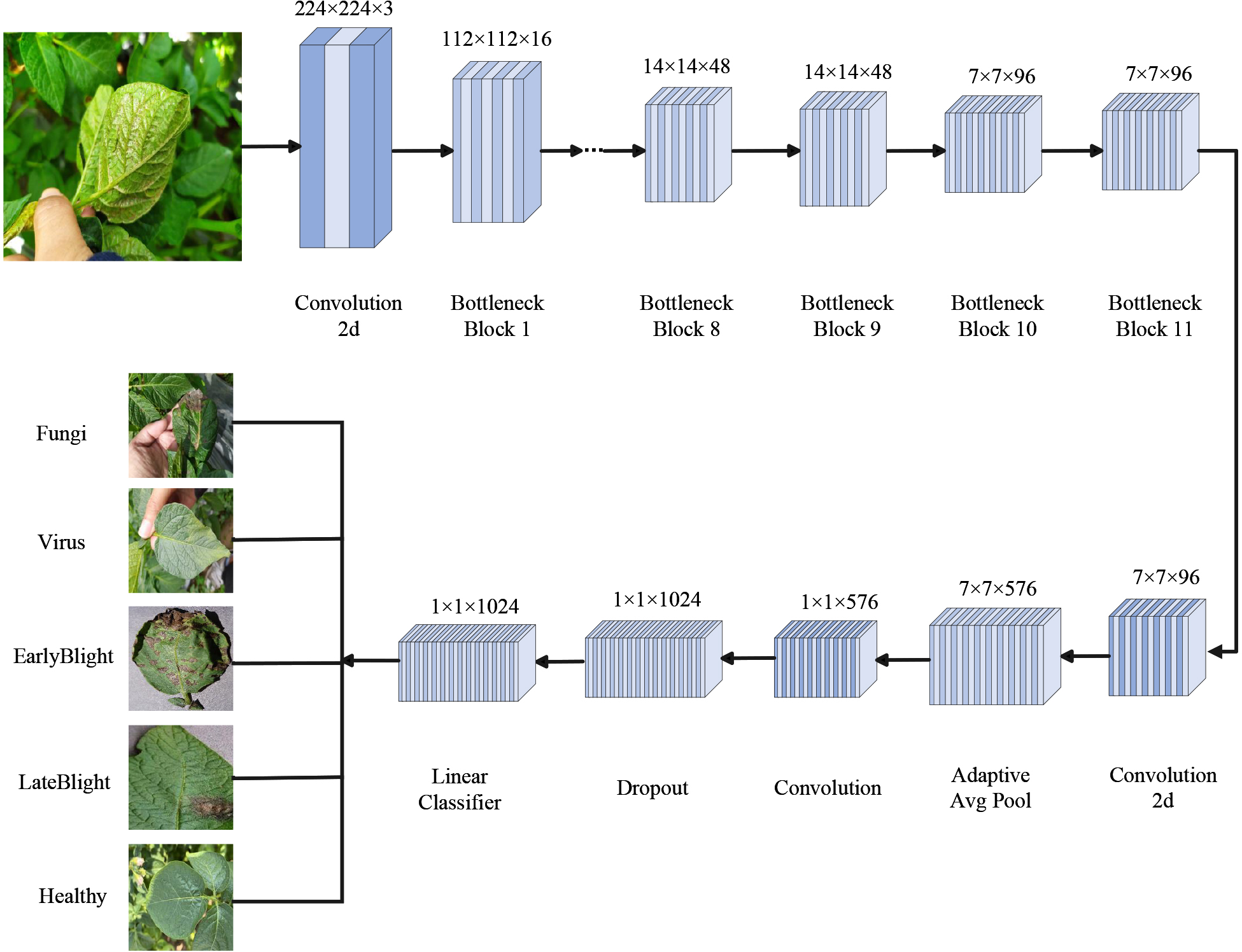 Flowchart depicting a convolutional neural network model for leaf disease classification. The top section shows layers from input (224x224x3) to bottleneck blocks reducing dimensions. The lower section includes images of leaves labeled as fungi, virus, early blight, late blight, and healthy, which are connected to a series of convolution and pooling layers, concluding in classification.
