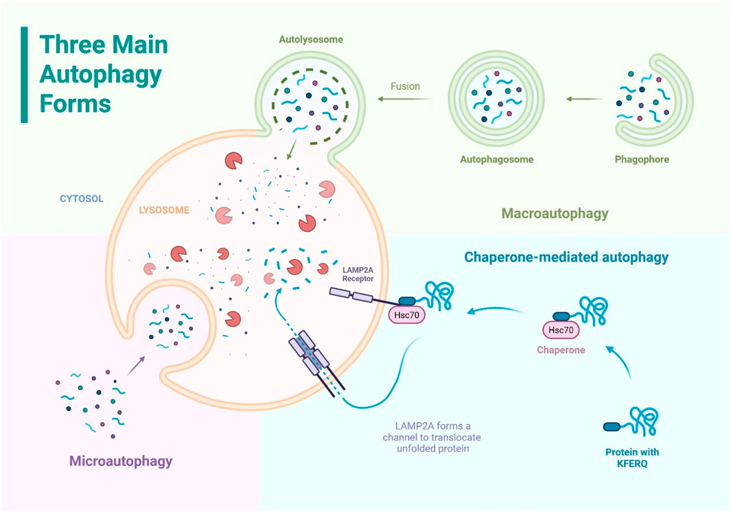 Diagram illustrating three main autophagy forms: macroautophagy, microautophagy, and chaperone-mediated autophagy. Macroautophagy shows a phagophore forming an autophagosome, then fusing with a lysosome to create an autolysosome. Microautophagy depicts direct engulfment by a lysosome. Chaperone-mediated autophagy involves the Hsc70 protein interacting with a LAMP2A receptor to translocate unfolded proteins.