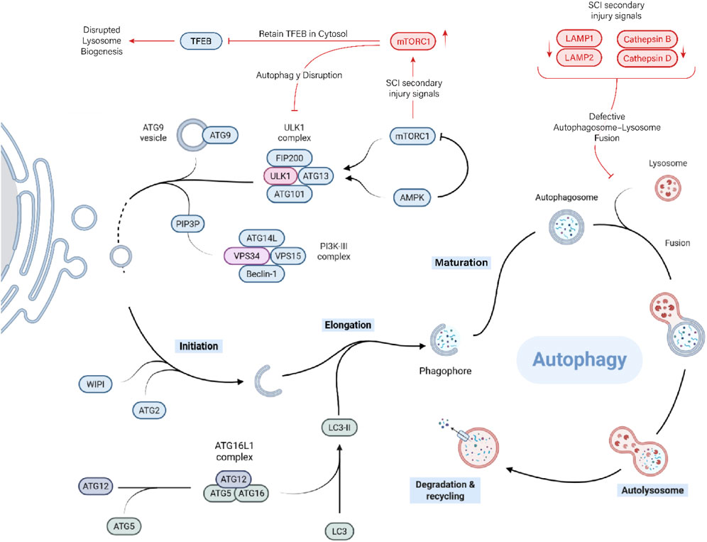 Diagram illustrating the process of autophagy, highlighting key stages: initiation, elongation, maturation, and degradation. It shows interactions between proteins like ULK1, ATG9, and the PI3K-III complex. Disrupted pathways like defective autophagosome-lysosome fusion and the influence of SCI secondary injury signals on mTORC1 and TFEB are detailed. Elements like vesicles, phagophores, and autolysosomes are connected via arrows, depicting the flow and regulatory points of the autophagy process.