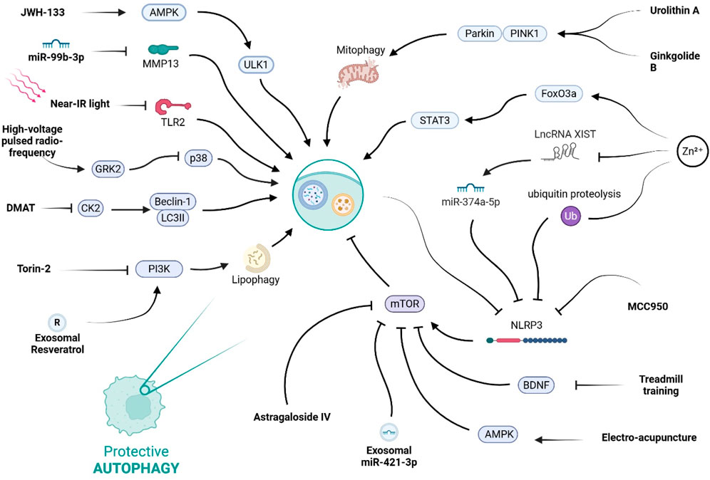 Diagram illustrating pathways involved in protective autophagy. It shows interactions between various elements such as AMPK, ULK1, mTOR, and others, influenced by factors like JWH-133, high-voltage pulsed radio-frequency, and MCC950. Processes include mitophagy and lipophagy. Additional elements include zinc, ubiquitin proteolysis, and miRNAs, all converging towards autophagy induction.