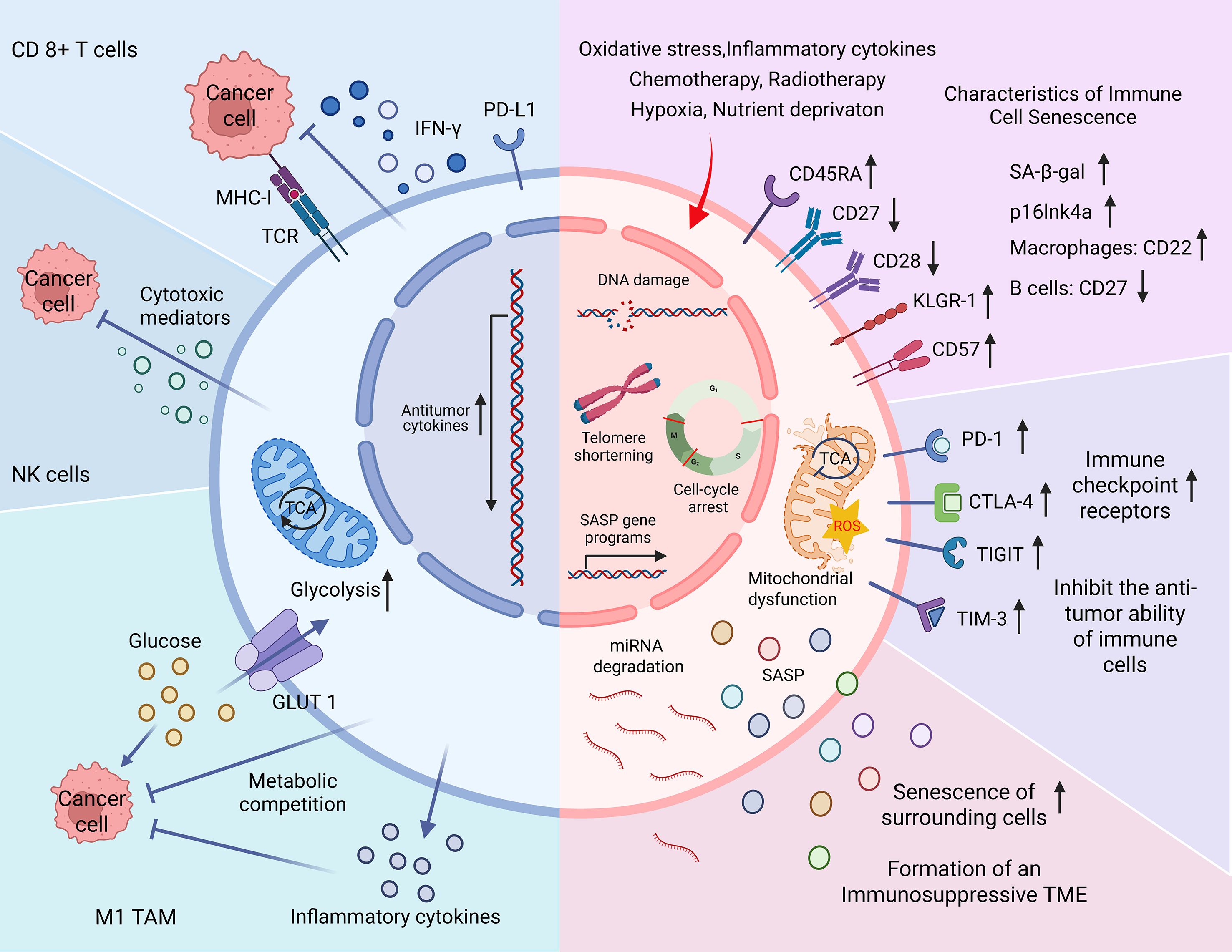 Diagram illustrating factors affecting immune cells' ability to combat cancer. The left side shows CD8+ T cells and NK cells attacking cancer cells through cytokines, MHC-I, and metabolic competition. The right side depicts immune cell senescence influenced by oxidative stress, showing DNA damage, telomere shortening, cell-cycle arrest, mitochondrial dysfunction, and immune checkpoint receptors like PD-1 and CTLA-4. This results in immunosuppressive tumor microenvironments.
