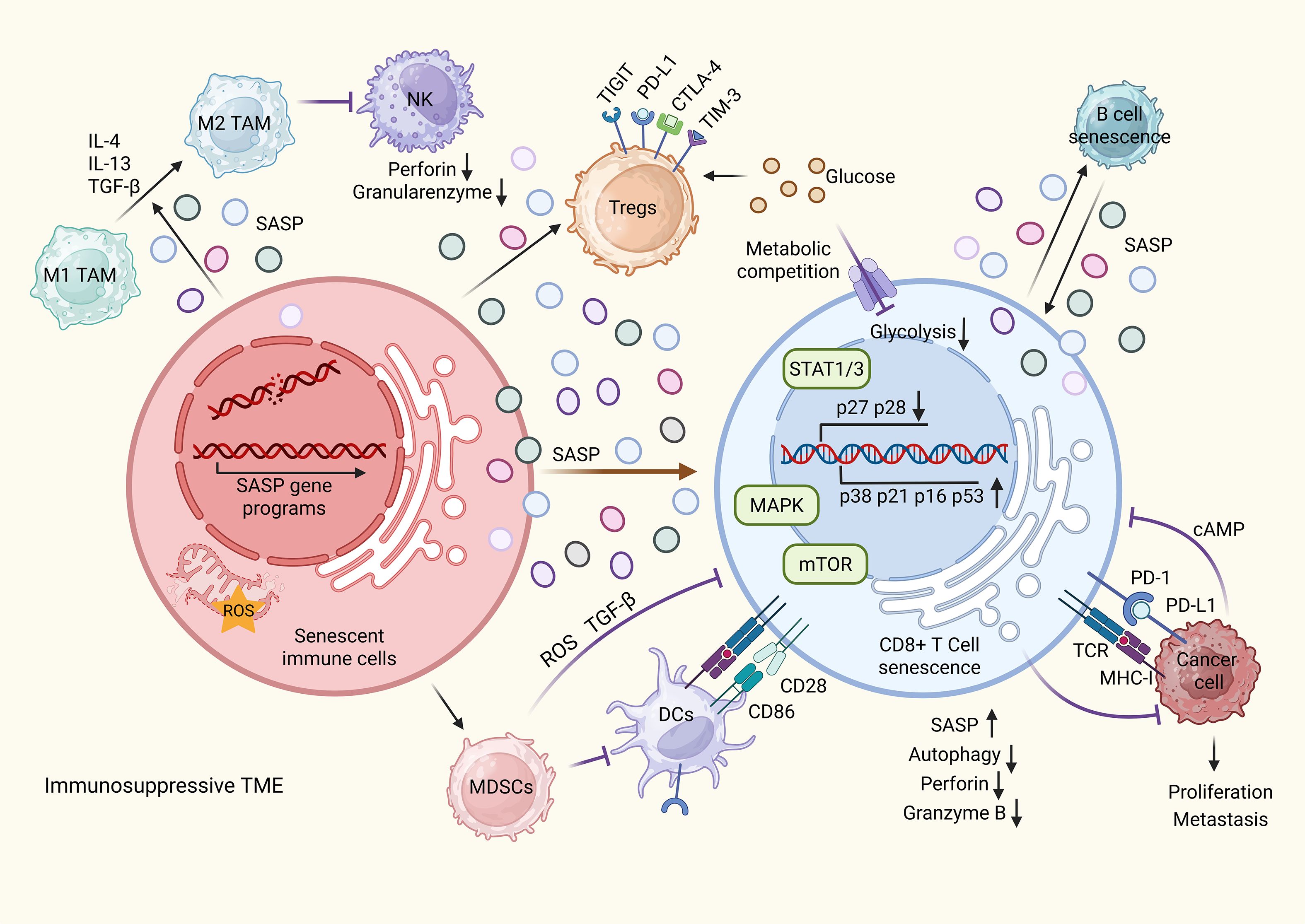 Diagram illustrating the immunosuppressive effects of the tumor microenvironment (TME). It shows interactions between various immune cells, including M1 and M2 macrophages, natural killer cells, regulatory T cells, and dendritic cells, with cancer cells and mechanisms like SASP, ROS, STAT1/3, and metabolic competition. The image highlights the roles of different proteins and pathways, such as MAPK, mTOR, and PD-L1, contributing to immune cell senescence and tumor proliferation.
