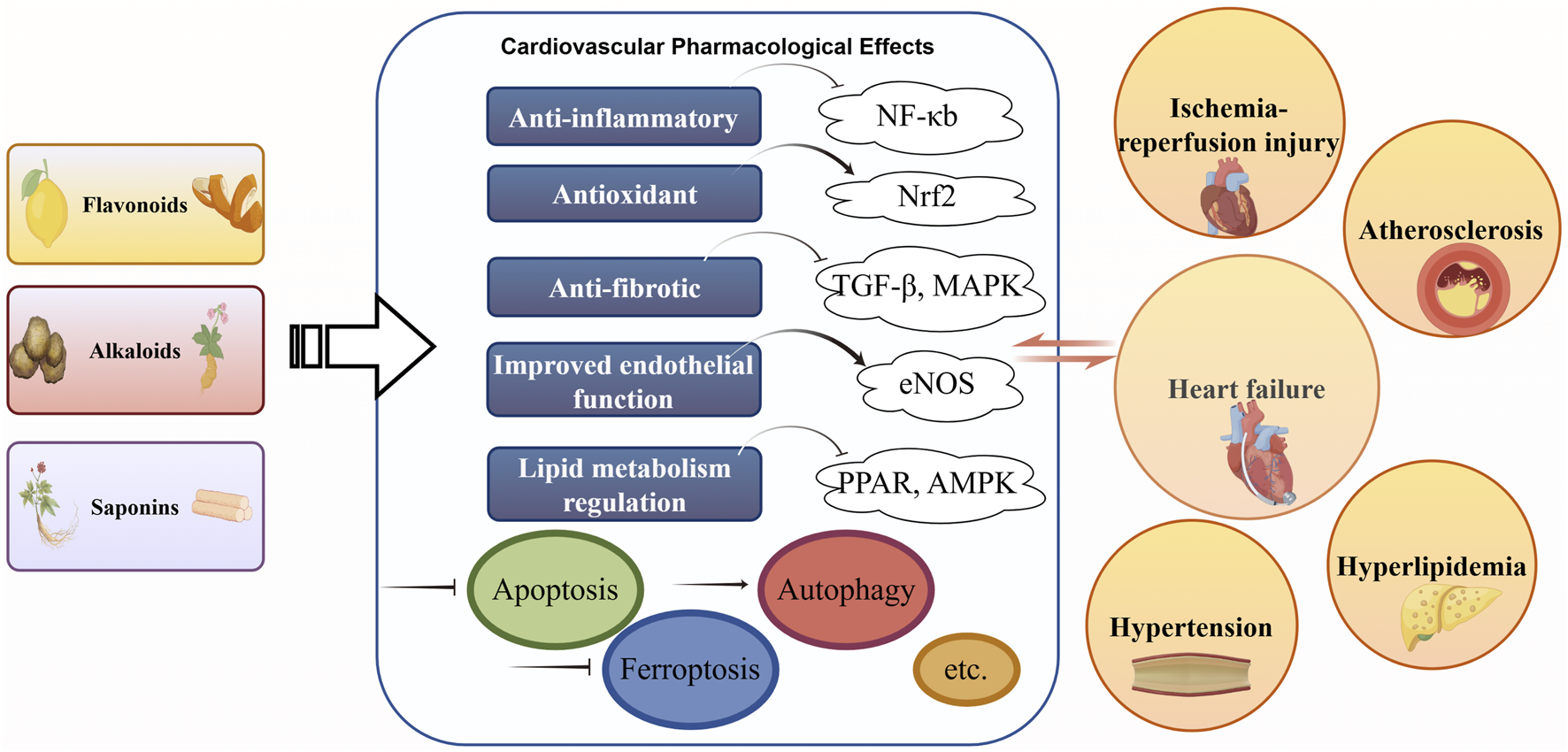 Flavonoids, alkaloids, and saponins impact cardiovascular pharmacology, offering anti-inflammatory, antioxidant, anti-fibrotic effects, improved endothelial function, and lipid metabolism regulation. They influence apoptosis, autophagy, and ferroptosis, targeting conditions like ischemia-reperfusion injury, atherosclerosis, heart failure, hypertension, and hyperlipidemia through pathways NF-kb, Nrf2, TGF-β, MAPK, eNOS, PPAR, and AMPK.