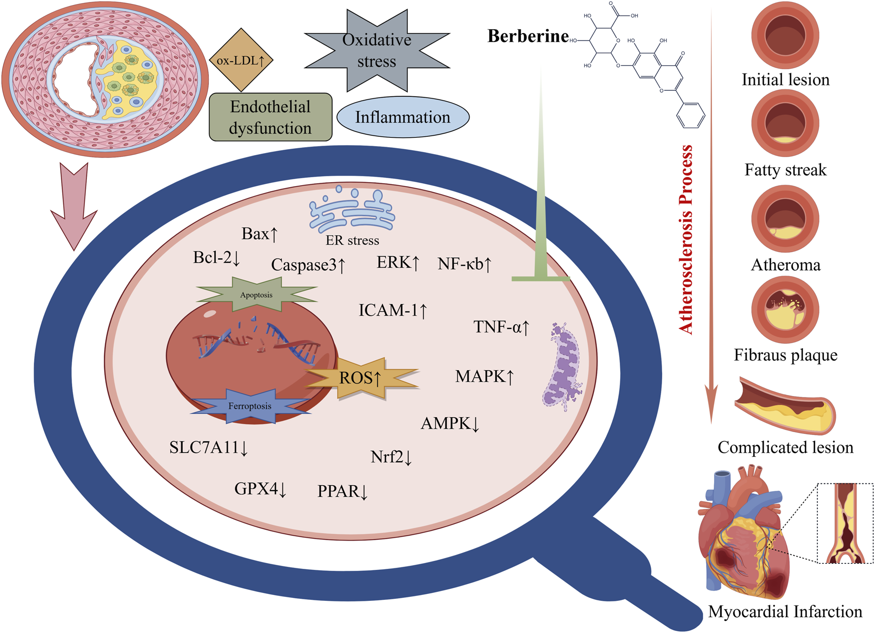 Illustration showing the process of atherosclerosis and potential effects of berberine. It details cellular mechanisms like oxidative stress, inflammation, and endothelial dysfunction, highlighting increases in factors such as ox-LDL, Bax, Caspase3, and ROS. The diagram also lists stages of atherosclerosis: initial lesion, fatty streak, atheroma, fibrous plaque, leading to a complicated lesion and myocardial infarction. Berberine is indicated as having various molecular effects. The image includes chemical structures and cellular organelles.