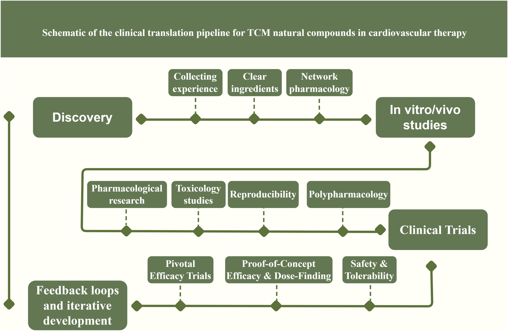 Schematic diagram illustrating the clinical translation pipeline for Traditional Chinese Medicine (TCM) natural compounds in cardiovascular therapy. It includes stages such as discovery, in vitro/in vivo studies, and clinical trials. The process involves collecting experience, identifying clear ingredients, network pharmacology, pharmacological research, toxicology studies, reproducibility, polypharmacology, pivotal efficacy trials, proof-of-concept efficacy and dose-finding, and safety and tolerability, with feedback loops for iterative development.