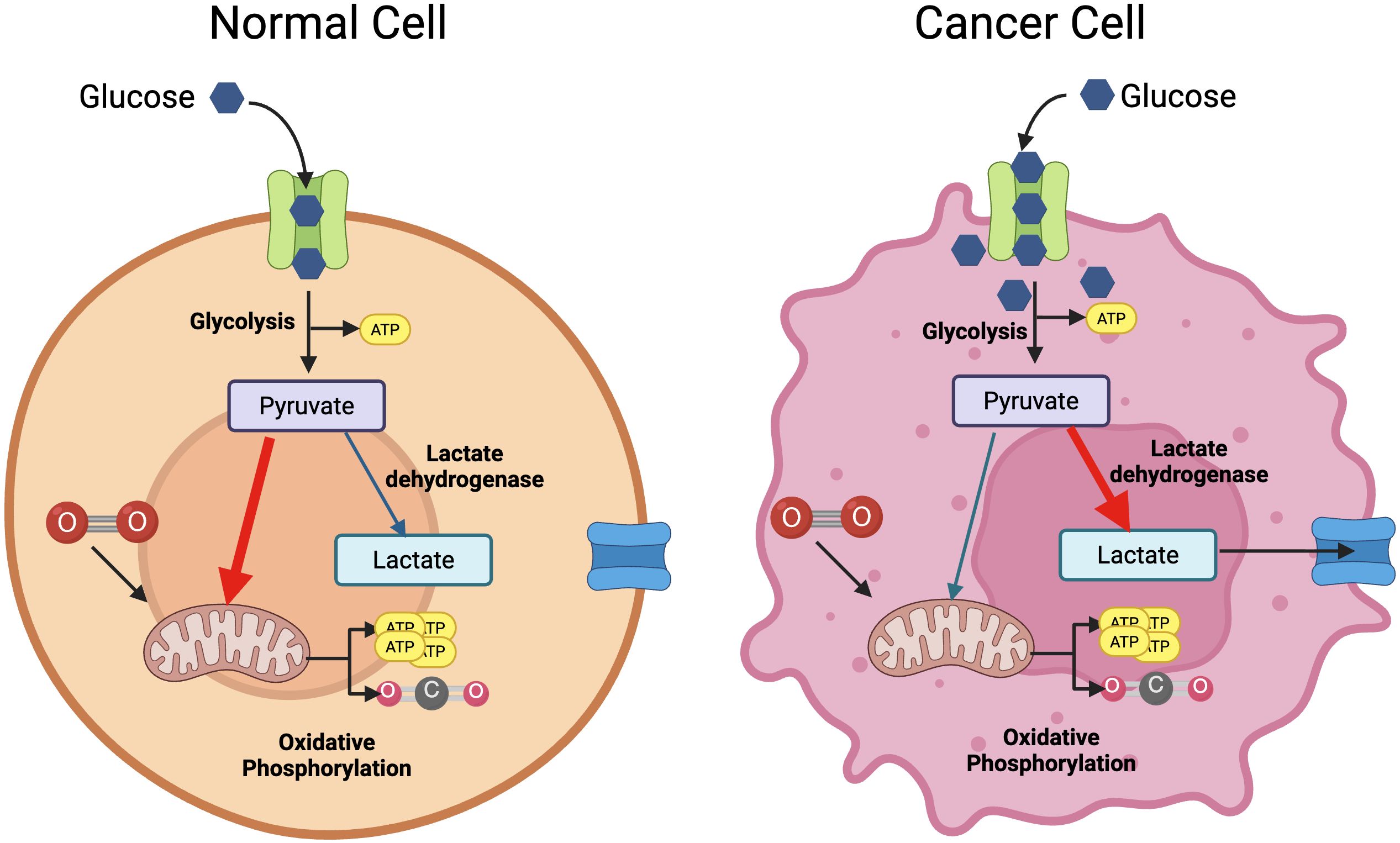 Diagram comparing metabolic pathways in normal and cancer cells. In the normal cell, glucose undergoes glycolysis to produce pyruvate and ATP, converting to lactate via lactate dehydrogenase or entering oxidative phosphorylation in mitochondria. In the cancer cell, glucose similarly undergoes glycolysis, but pyruvate mainly converts to lactate with extensive lactate dehydrogenase activity, reducing oxidative phosphorylation.