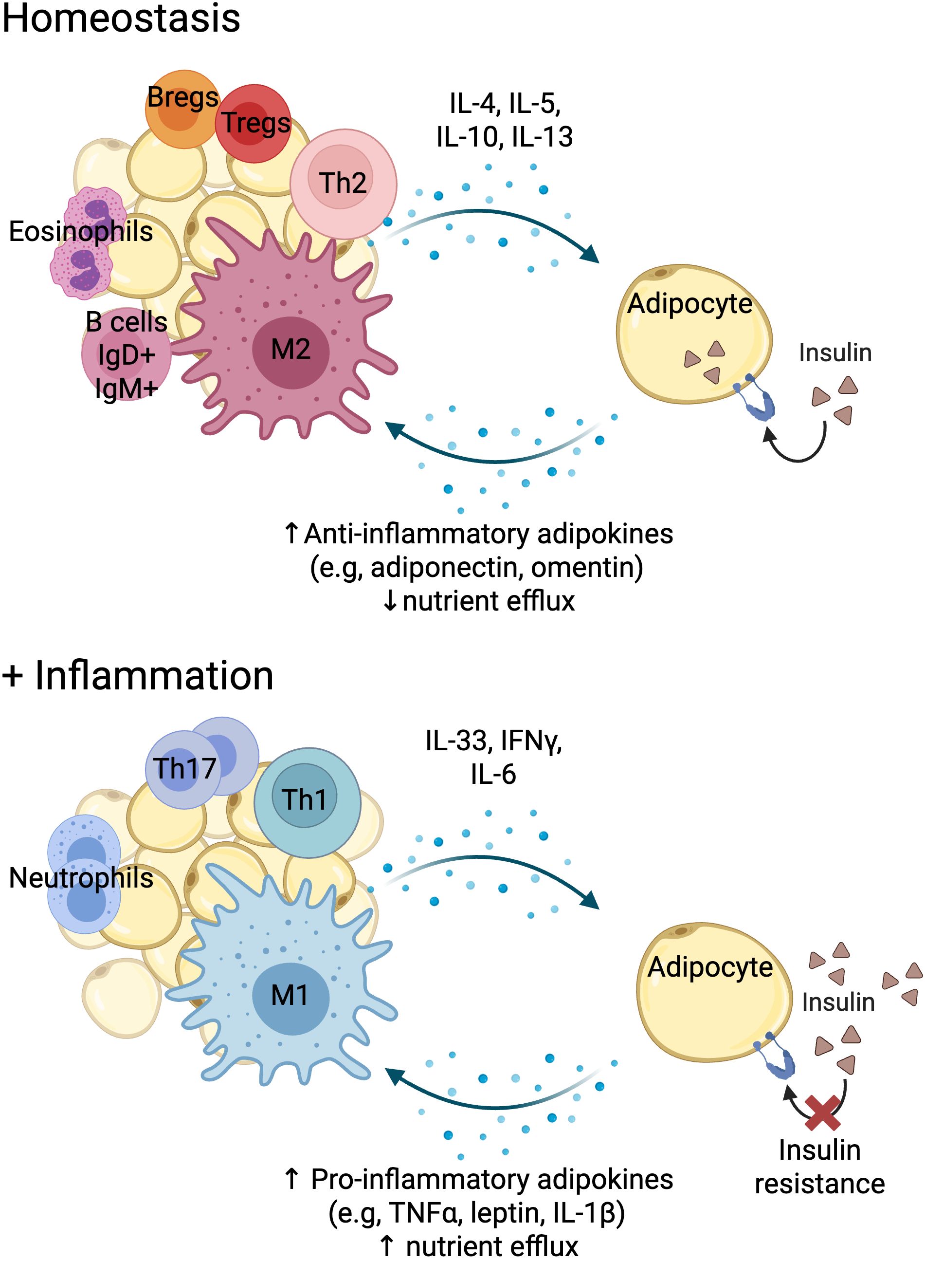 Illustration showing interactions between immune cells and adipocytes in homeostasis and inflammation. In homeostasis, Bregs, Tregs, Th2, M2 macrophages, and eosinophils are linked to anti-inflammatory adipokines and decreased nutrient efflux via adipocytes with insulin. During inflammation, Th17, Th1, M1 macrophages, and neutrophils are associated with increased pro-inflammatory adipokines, nutrient efflux, and insulin resistance in adipocytes. Cytokines IL-4, IL-5, IL-10, IL-13 are linked to homeostasis, while IL-33, IFNγ, IL-6 are linked to inflammation.