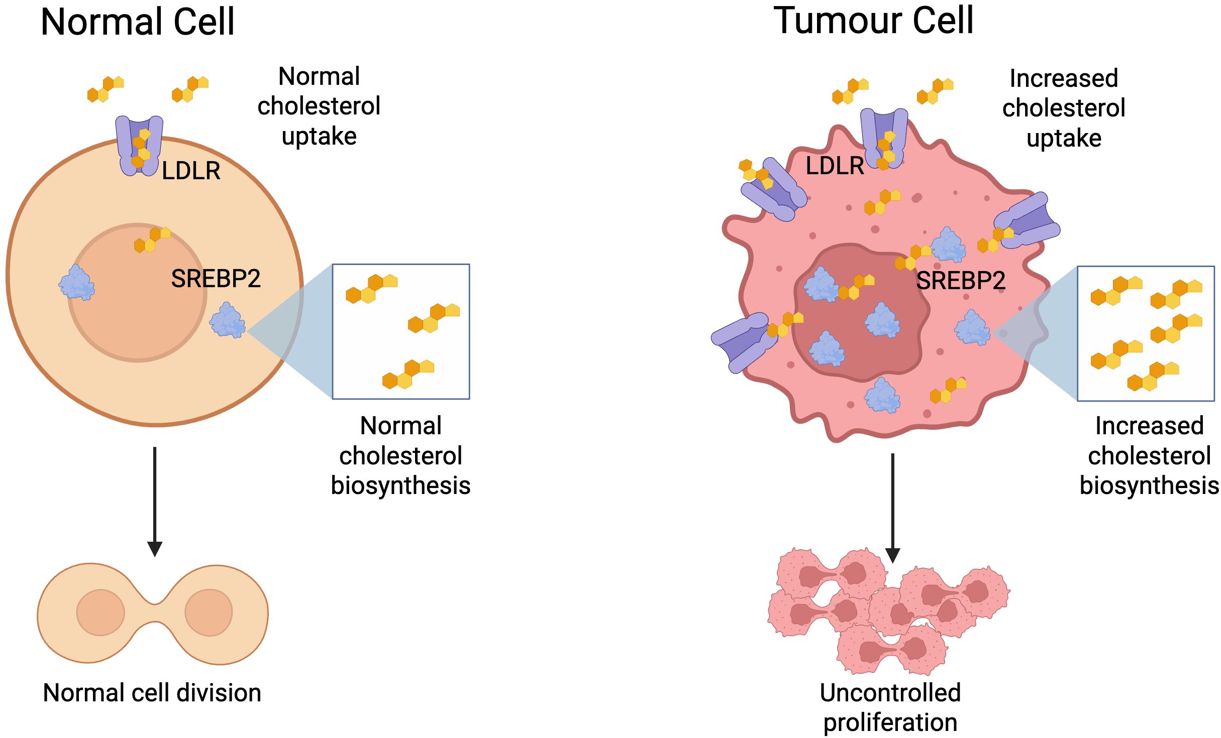 Diagram comparing normal and tumor cells. The normal cell shows normal cholesterol uptake and biosynthesis with SREBP2 and LDLR labeled, leading to normal cell division. The tumor cell displays increased cholesterol uptake and biosynthesis with higher levels of SREBP2 and LDLR, resulting in uncontrolled proliferation.