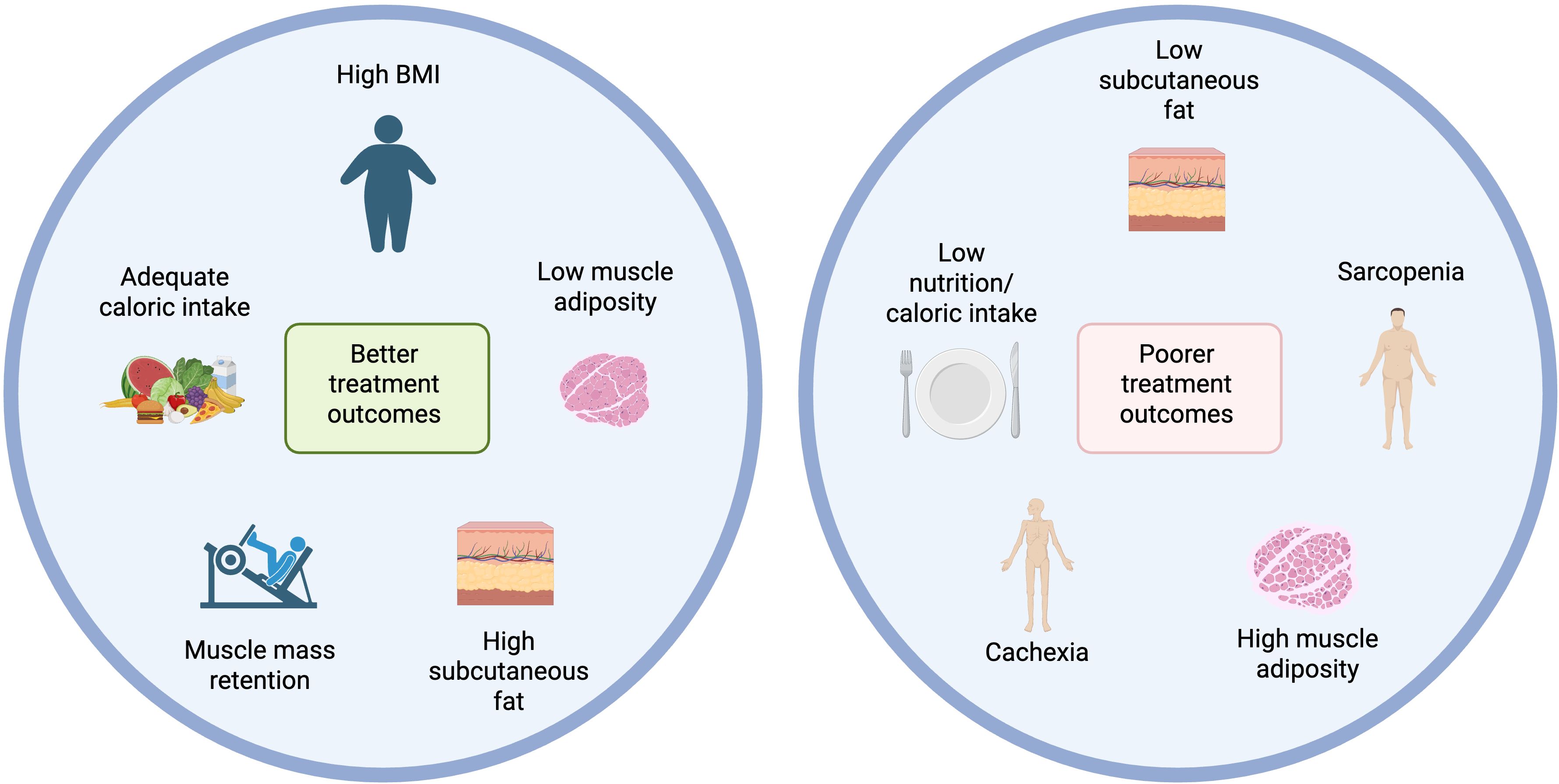 Diagram comparing treatment outcomes related to body composition. Left side shows better outcomes with high BMI, adequate caloric intake, muscle mass retention, and low muscle adiposity. Right side shows poorer outcomes with low nutrition, sarcopenia, cachexia, low subcutaneous fat, and high muscle adiposity.