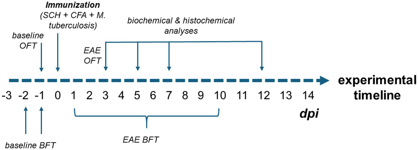 Experimental timeline diagram showing procedures from day two pre-immunization to day twelve post-immunization. Immunization occurs at day zero with SCH, CFA, M. Tuberculosis; Baseline Open Field Test (OFT) on day one pre-immunization; Baseline Buried Food Test (BFT) on days two and one pre-immunization; Experimental Autoimmune Encephalomyelitis (EAE) OFT on day three, EAE BFT on days one to ten post-immunization. Biochemical and histochemical analyses on days three, five, seven and twelve post-immunization.
