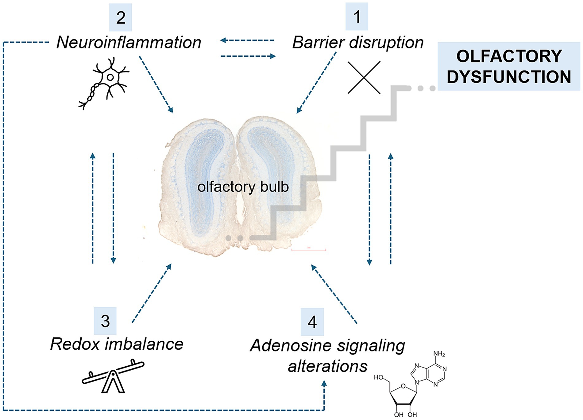 Diagram illustrating factors contributing to olfactory dysfunction. It includes an image of the olfactory bulb at the center. Four key factors are numbered: 1) Barrier disruption, 2) Neuroinflammation, 3) Redox imbalance, and 4) Adenosine signaling alterations. Arrows show interactions among these factors.