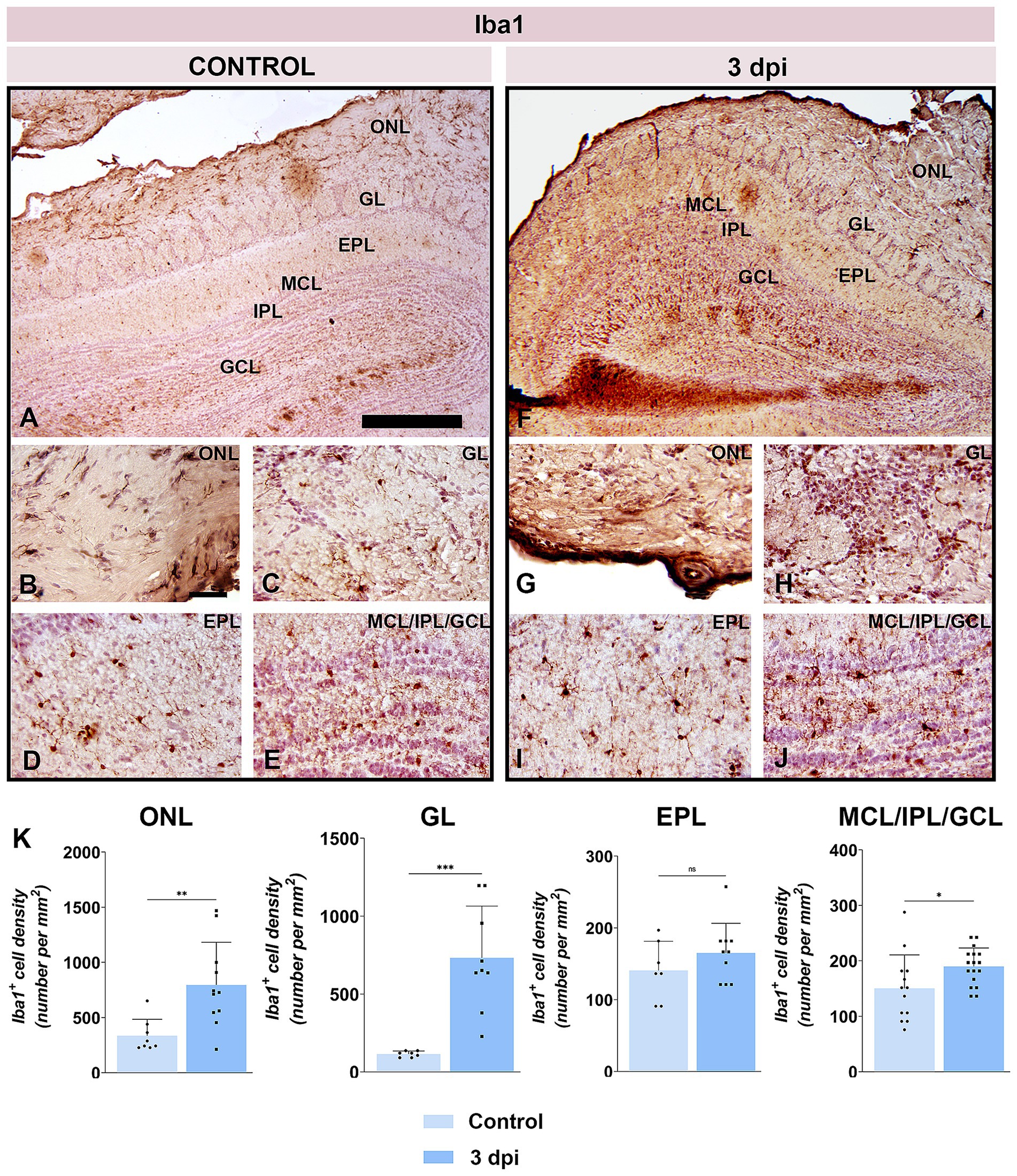 Histological images and graphs compare Iba1 cell density in a control group and a group three days post-immunization (3 dpi) across OB layers: ONL, GL, EPL, MCL, IPL, and GCL. Panels A through J show different tissue sections with labeled layers. Graphs in panel K illustrate Iba1+ cell density, indicating significant differences in ONL, GL, EPL and MCL/IPL/GCL layers between the two conditions, denoted by asterisks. The control is depicted in lighter blue, and 3 dpi is in darker blue.