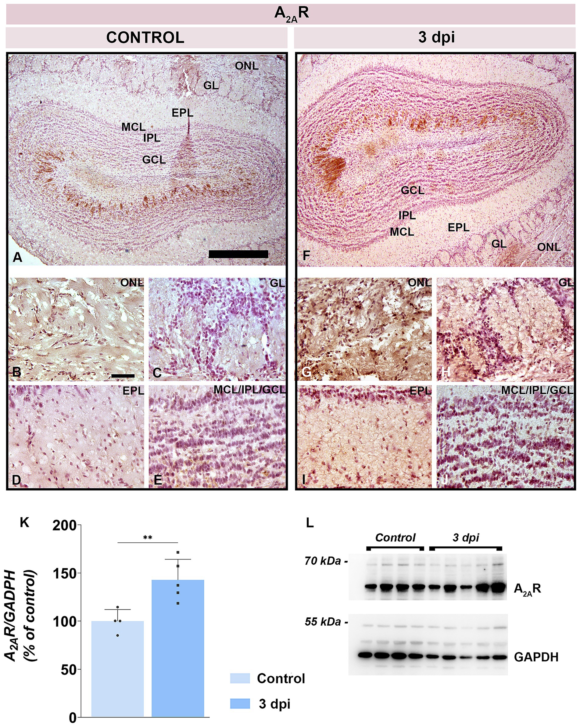 Histological images depicting OB sections under control and 3 days post-immunization (dpi) conditions. Key layers are labeled, such as ONL, GL, EPL, MCL, IPL and GCL. The chart (K) illustrates A2AR to GAPDH ratio, showing increased expression at 3 dpi. A Western blot (L) displays A2AR and GAPDH bands for control and 3 dpi, indicating changes in protein expression.
