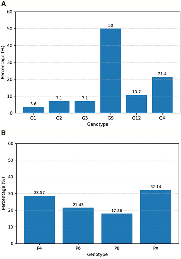 Bar chart showing percentages of different genotypes: G1 at 3.6%, G2 at 7.1%, G3 at 7.1%, G9 at 50%, G12 at 10.7%, and GX at 21.4%. The highest percentage is for G9. Bar chart displaying the percentages of four genotypes: P4 at 28.57%, P6 at 21.43%, P8 at 17.86%, and PX at 32.14%. PX has the highest percentage, while P8 has the lowest.