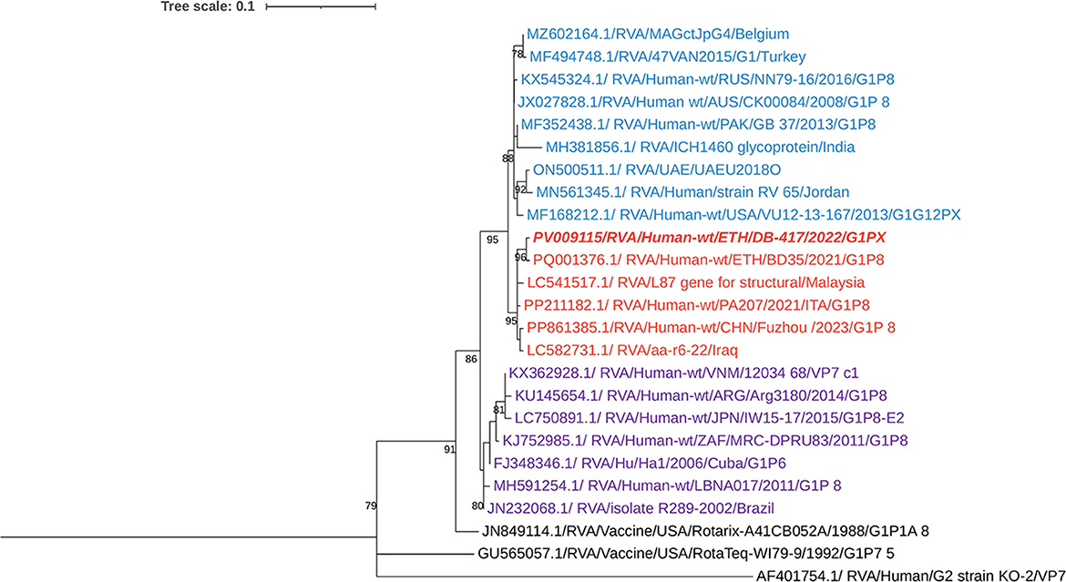 Phylogenetic tree of RVA strains with branch labels indicating bootstrap values. Strains are labeled and color-coded by region, showing relatedness among strains from Belgium, Turkey, Ethiopia, Malaysia, and others. The tree scale is 0.1.