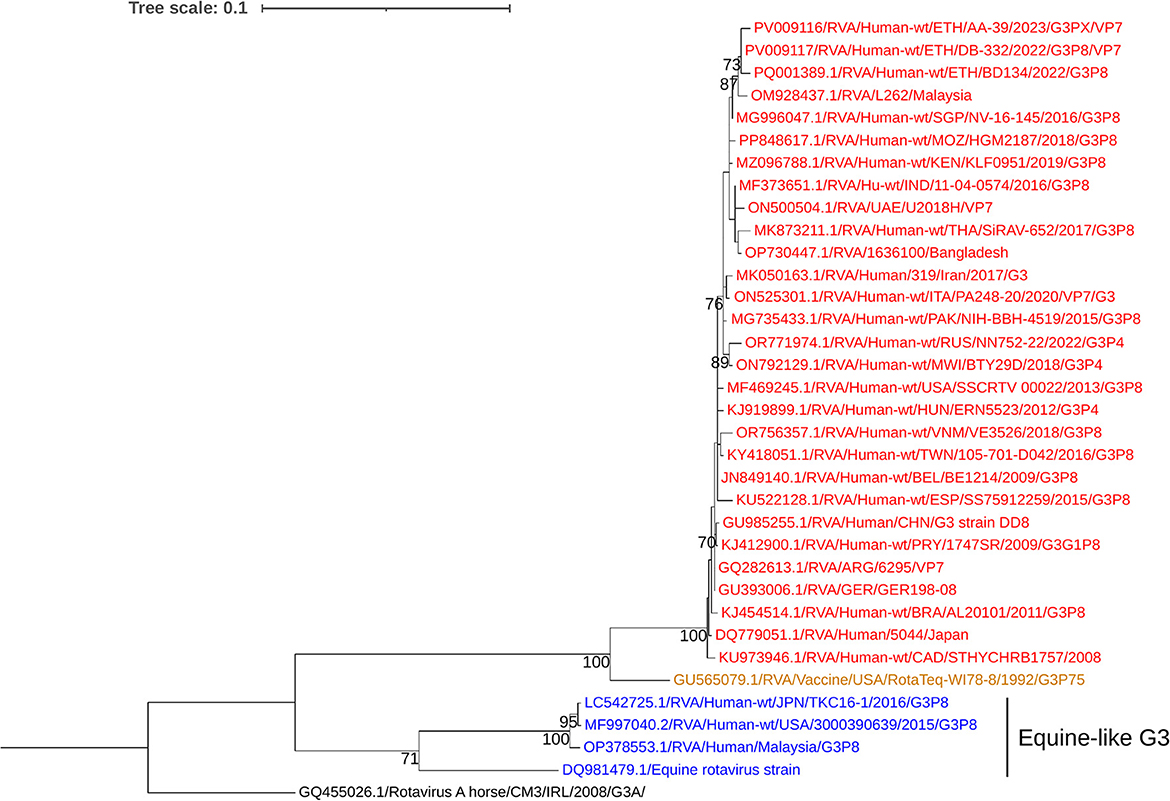 Phylogenetic tree showing rotavirus strains. Human-associated strains are labeled in red, equine-like G3 strains in blue, and an equine rotavirus strain in purple. Branch supports are indicated by numbers. The tree scale is 0.1.