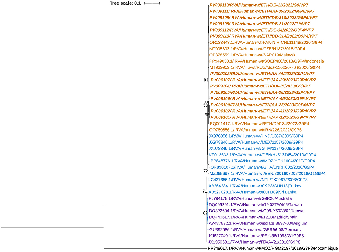 Phylogenetic tree depicting evolutionary relationships among various RVA/Human virus strains. Strains are color-coded, with orange, blue, and yellow branches representing different groupings. The tree uses a tree scale of 0.1 to indicate genetic distance.