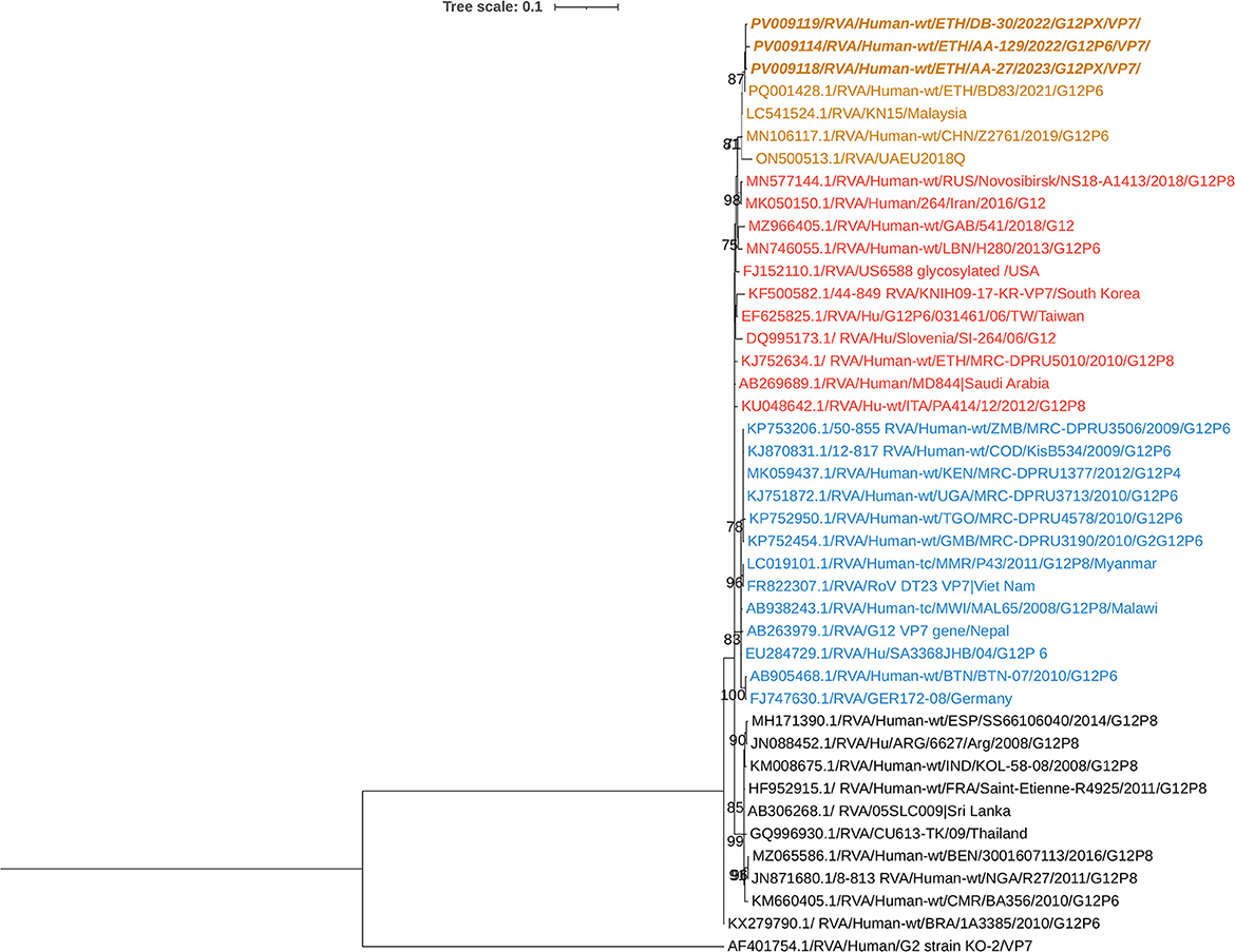 Phylogenetic tree depicting genetic relationships among various RVA/Human strains from different regions. Each branch is labeled with strain details, and branches are color-coded. The tree scale indicates a distance of 0.1.