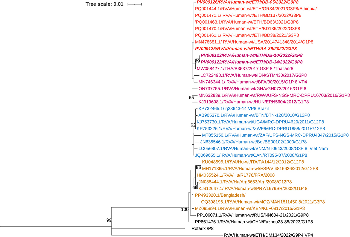 Phylogenetic tree showing genetic relationships among various RVA/Human strains from different countries, identified by unique codes and colors. The tree scale is 0.01, with bootstrap values noted at branch points.
