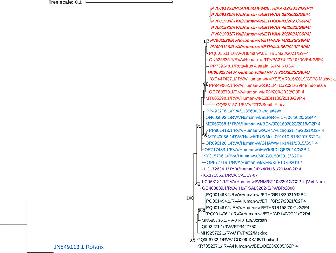 Phylogenetic tree illustrating genetic relationships among various rotavirus strains. Strains are color-coded by their geographic origin and labeled with identifiers. A scale bar indicating genetic distance is provided. The tree includes a Rotarix strain and human rotavirus strains from different regions and time periods, such as Ethiopia, India, and South Africa.