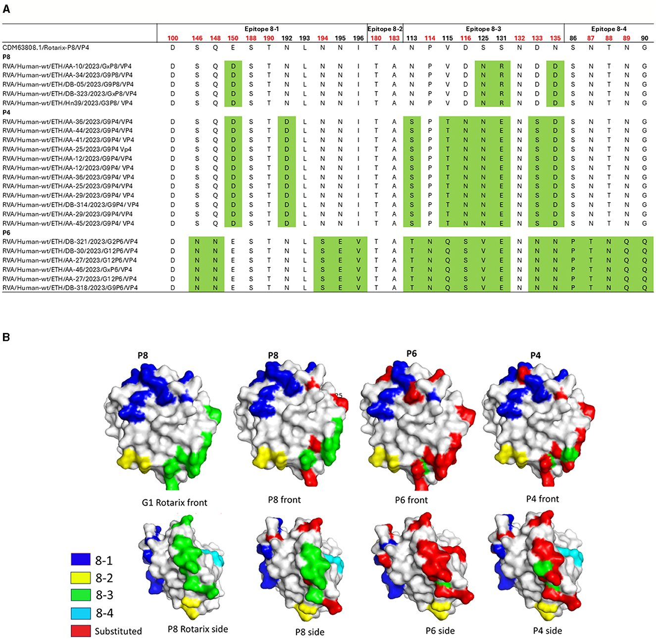 Protein structures of five rotavirus types, labeled G1 Rotarix, G2, G3, G9, and G12, presented in a trimeric form. Colored regions highlight specific substitutions: green for 7-1a, yellow for 7-1b, magenta for 7-2, and red for substituted areas. Sequence alignment of rotavirus strains highlighting variations in epitope regions. Rows represent different viral strains, while columns indicate amino acid positions. Green shading marks similarities, with labels for epitopes B-1 to B-4. Molecular models of viral proteins P8, P6, and P4 are shown, with surfaces colored to indicate regions: blue for 8-1, yellow for 8-2, green for 8-3, aqua for 8-4, and red for substituted regions. Top row displays front views, and bottom row presents side views, illustrating the structural differences and similarities. Each model is labeled accordingly.