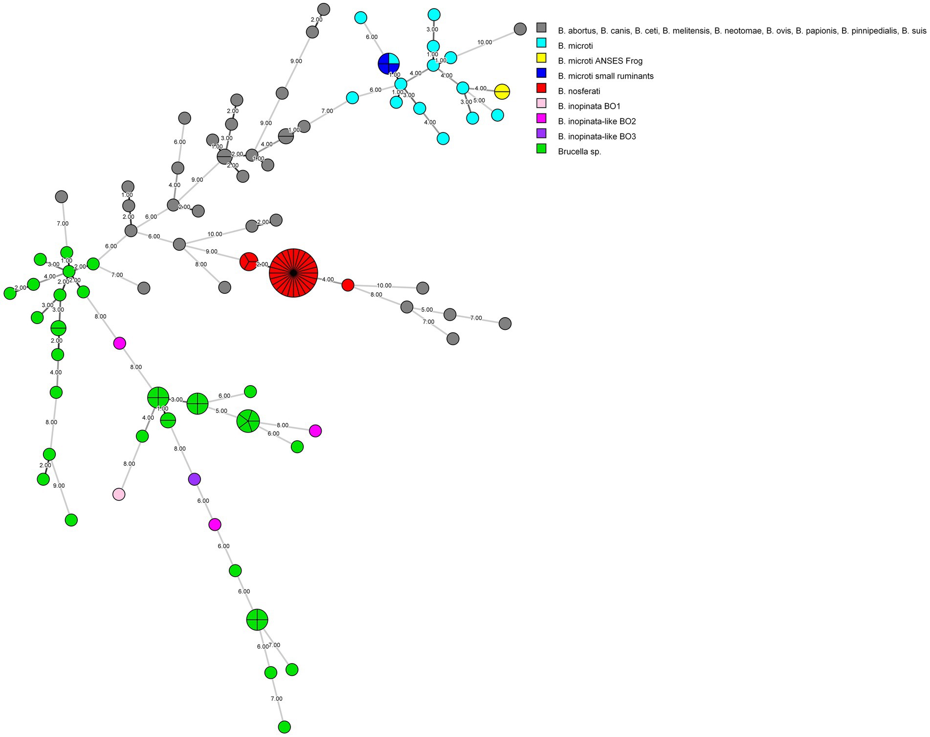 Network diagram depicting relationships among various Brucella species, represented as color-coded nodes connected by lines. Each color corresponds to a specific Brucella type as indicated in the legend. Numbers adjacent to lines suggest connectivity metrics.