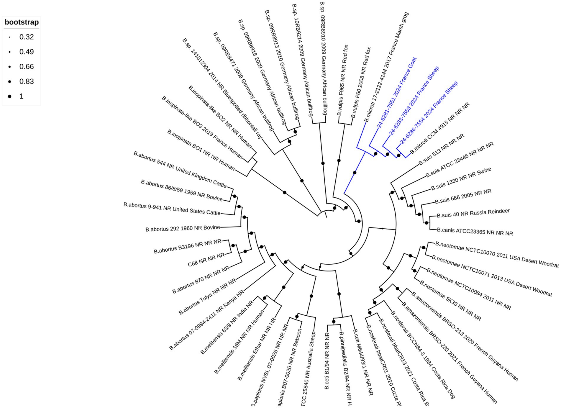 Phylogenetic tree diagram showing relationships among various Brucella species, isolated from different hosts like cattle, humans, and foxes. Blue branches highlight specific isolates. Bootstrap values are indicated by dot sizes shown in the legend.