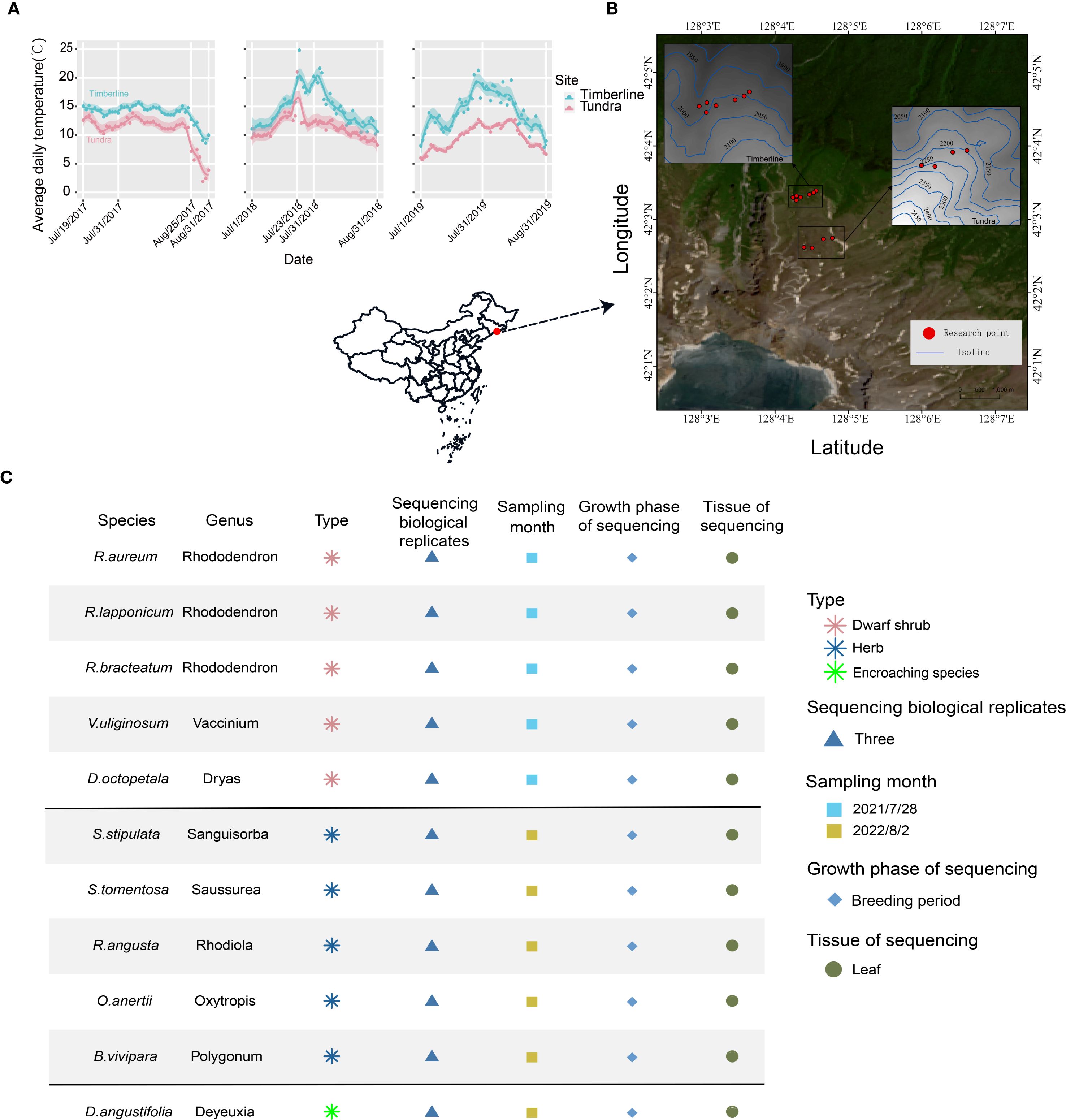 Three-panel figure illustrating research data. Panel A: Graphs showing average daily temperature trends for timberline and tundra sites from 2017 to 2018, with a map indicating the study region in China. Panel B: Satellite map with research points and isolines for timberline and tundra areas. Panel C: Table listing plant species with details on genus, type, biological replicates, sampling month, growth phase, and tissue of sequencing. Symbols in the table represent dwarf shrub, herb, encroaching species, sampling dates, growth phases, and tissue type.