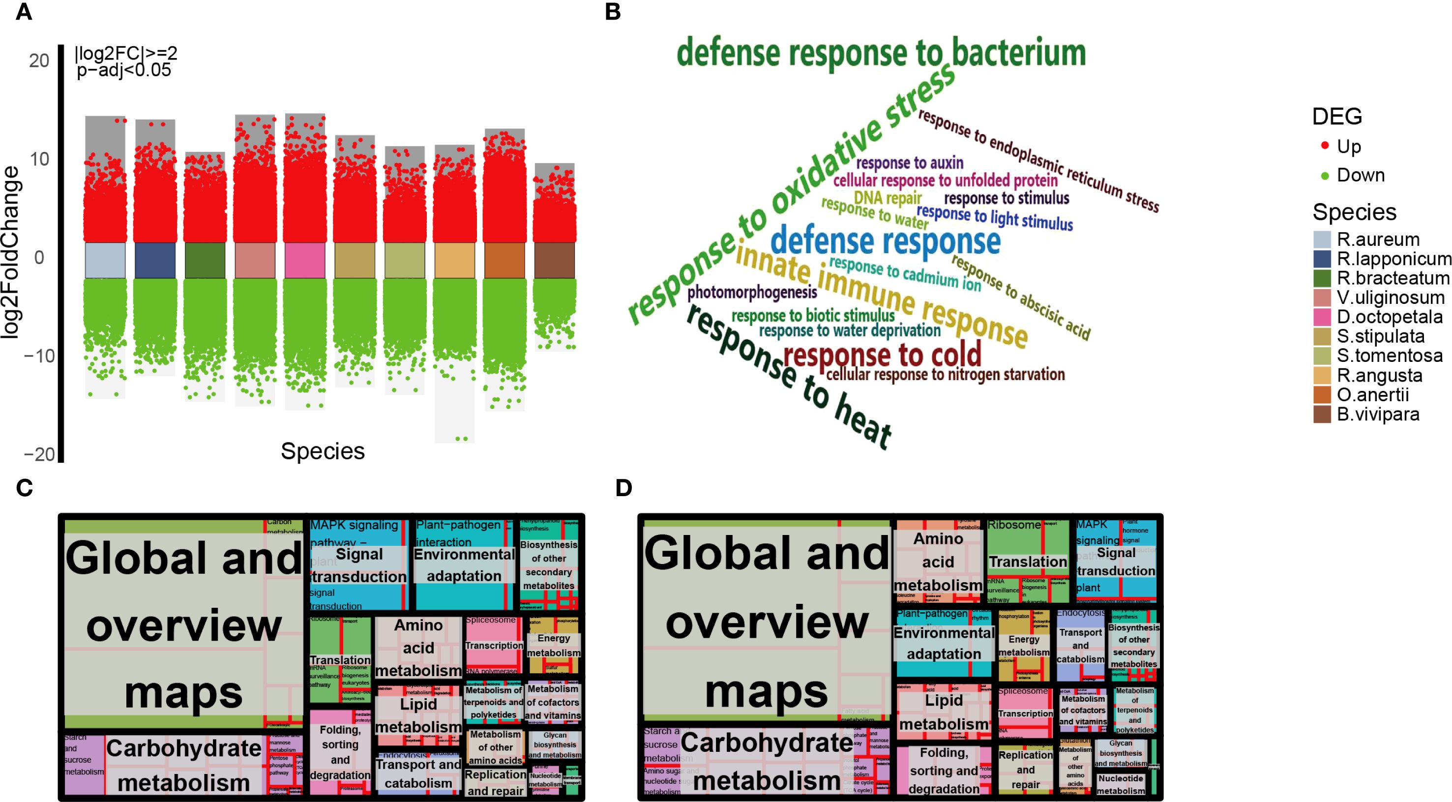 Panel A displays a bar graph of log2FoldChange values for different species, showing upregulated (red) and downregulated (green) genes. Panel B is a word cloud highlighting various biological responses like defense and oxidative stress. Panels C and D are treemaps illustrating global and overview metabolic pathways categorized into areas like carbohydrate and amino acid metabolism. Species and differential expression status are coded in different colors, as specified in the legend.