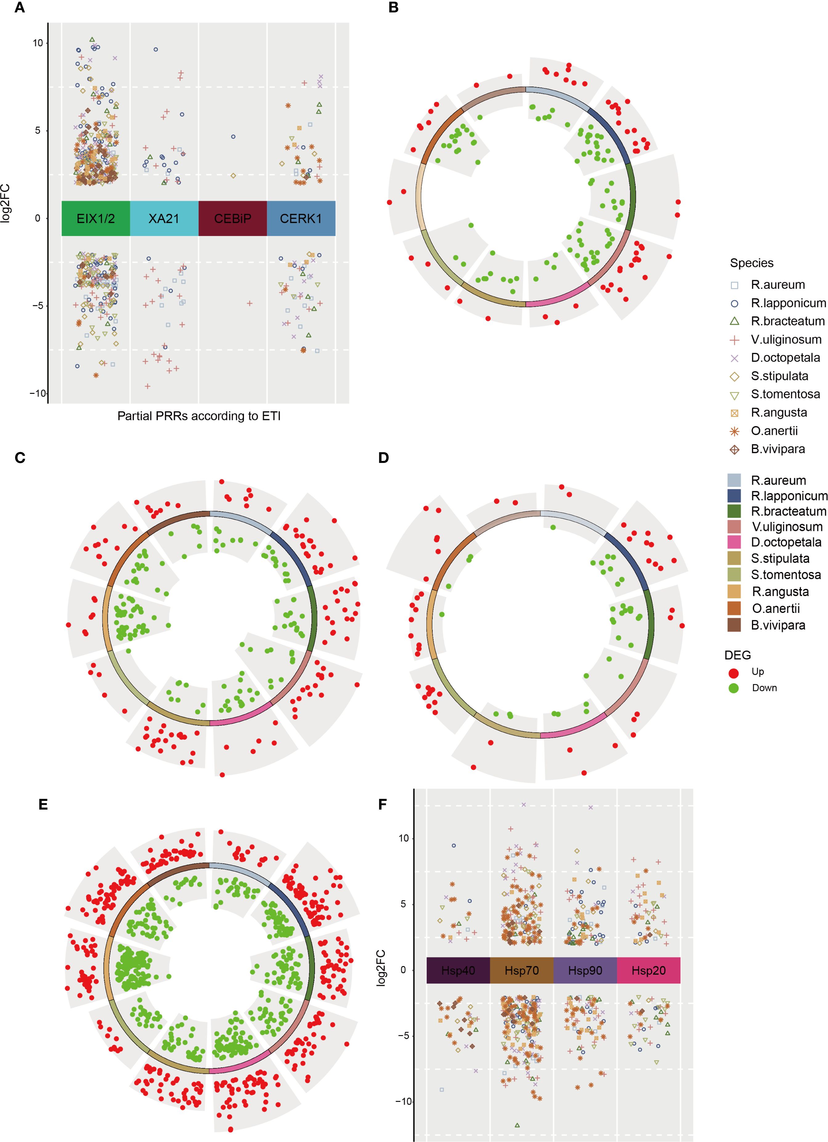 Six-panel figure showing gene expression data. Panel A: Scatter plot of gene expression (log2FC) for partial PRRs, grouped into four categories (EIX1/2, XA21, CEBiP, CERK1). Panels B to E: Circular plots displaying differential gene expression (DEG) with species-specific segments in various colors; red and green dots indicate upregulated and downregulated genes, respectively. Panel F: Scatter plot of gene expression (log2FC) for heat shock proteins (Hsp40, Hsp70, Hsp90, Hsp20), with various species indicated by symbols and colors. Legends provide species and DEG information.
