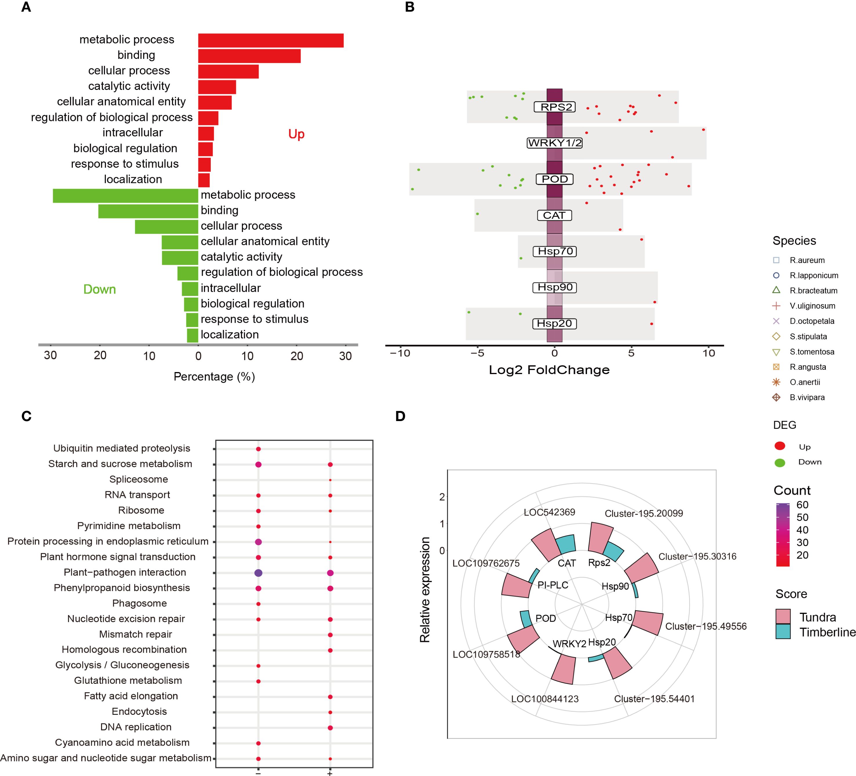 Grouped visualizations detailing gene expression and functional categorization in plants. Panel A: Bar graphs showing the percentage of upregulated (red) and downregulated (green) gene categories. Panel B: Log2 fold change plot with gene labels and species identification, indicating differential expression of certain genes such as RPS2 and Hsp20. Panel C: Dot plot for pathways like ubiquitin-mediated proteolysis and amino sugar metabolism, highlighting specific pathway involvement. Panel D: Circular plot of relative expression showing specific genes and clusters categorized by tundra and timberline scoring.