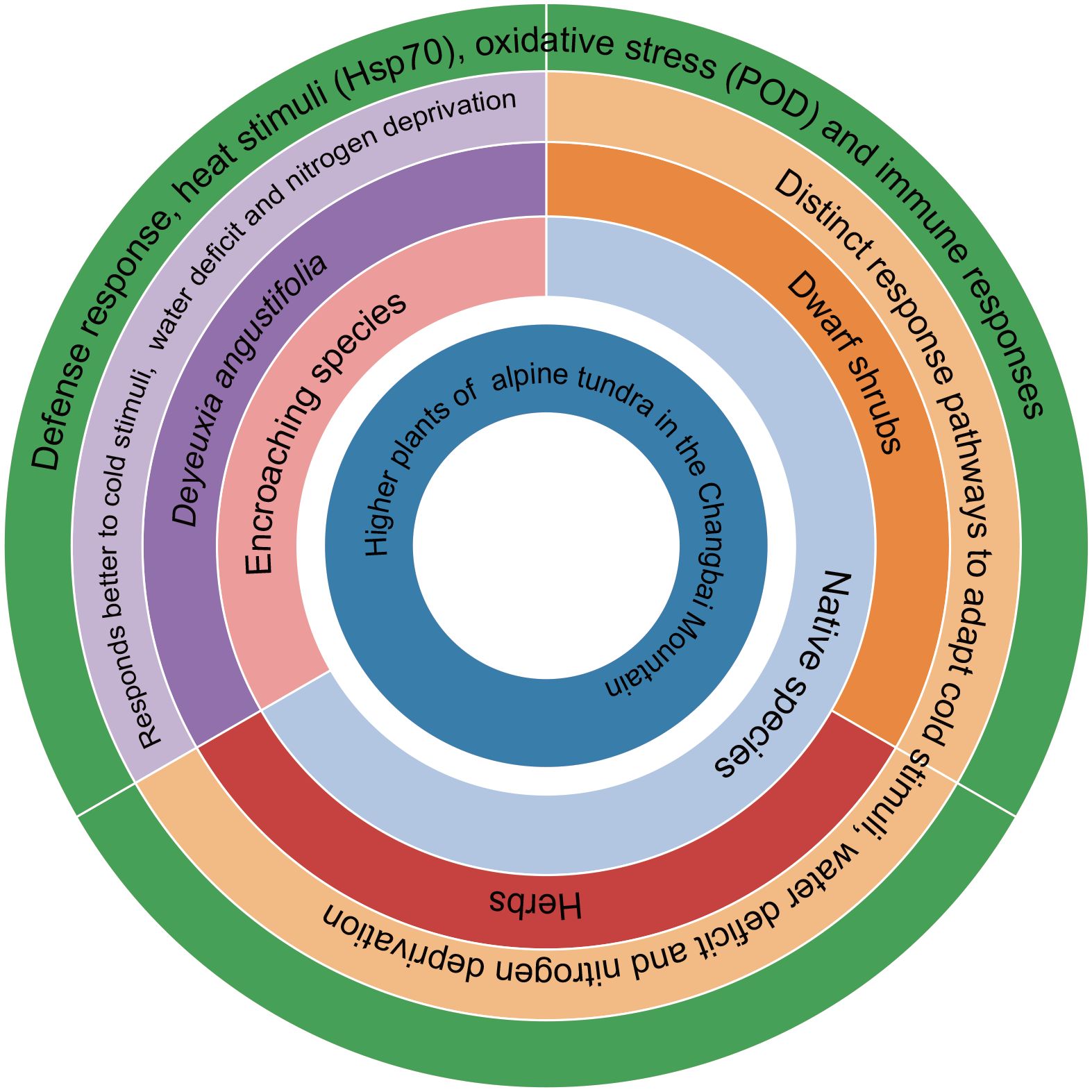 Circular diagram illustrating the relationship between plant species in the alpine tundra of the Changbai Mountain. The innermost circle represents higher plants, surrounded by rings indicating native species like herbs and dwarf shrubs. Encroaching species, such as Deyeuxia angustifolia, are depicted with their responses to stimuli like cold and water deficit. The outer ring emphasizes defense responses and immune mechanisms, highlighting adaptations to oxidative stress and heat stimuli.