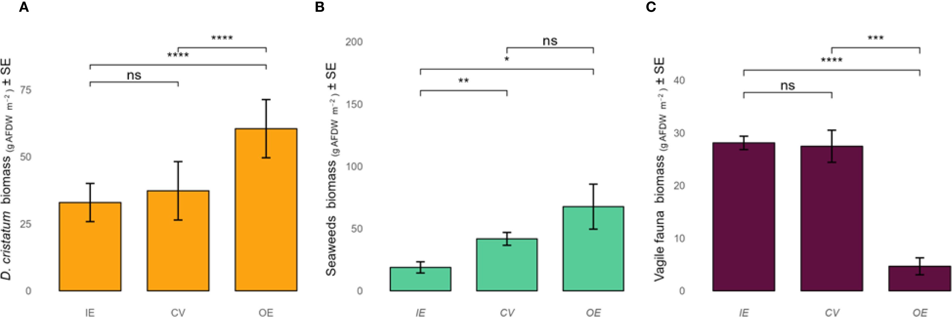 Bar graphs labeled A, B, and C compare biomass in grams of ash-free dry weight per square meter with standard error for D. cristatum, seaweeds, and vagile fauna across conditions IE, CV, and OE. Statistically significant differences are indicated by asterisks, with values ranging from not significant to highly significant.