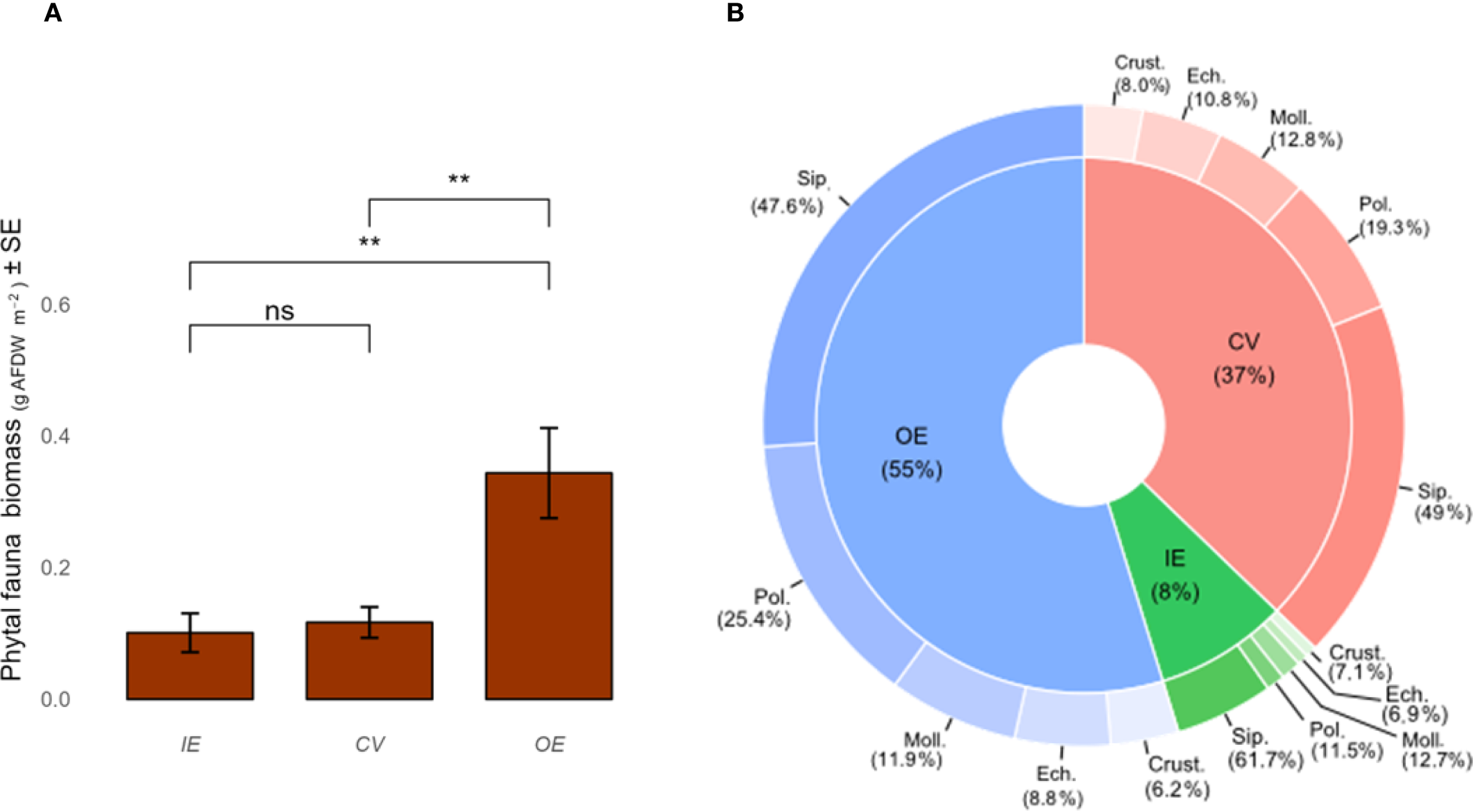 Chart A shows a bar graph comparing phyllofauna biomass with three categories: IE, CV, and OE, measured in grams per square meter. OE has the highest biomass, and significant differences are indicated by asterisks. Chart B is a donut chart representing the composition of OE, CV, and IE in percentages with subdivisions such as Sip., Pol., Moll., Echin., and Crust. OE is largest at fifty-five percent, CV is thirty-seven percent, and IE is eight percent, each with further breakdowns in smaller categories.