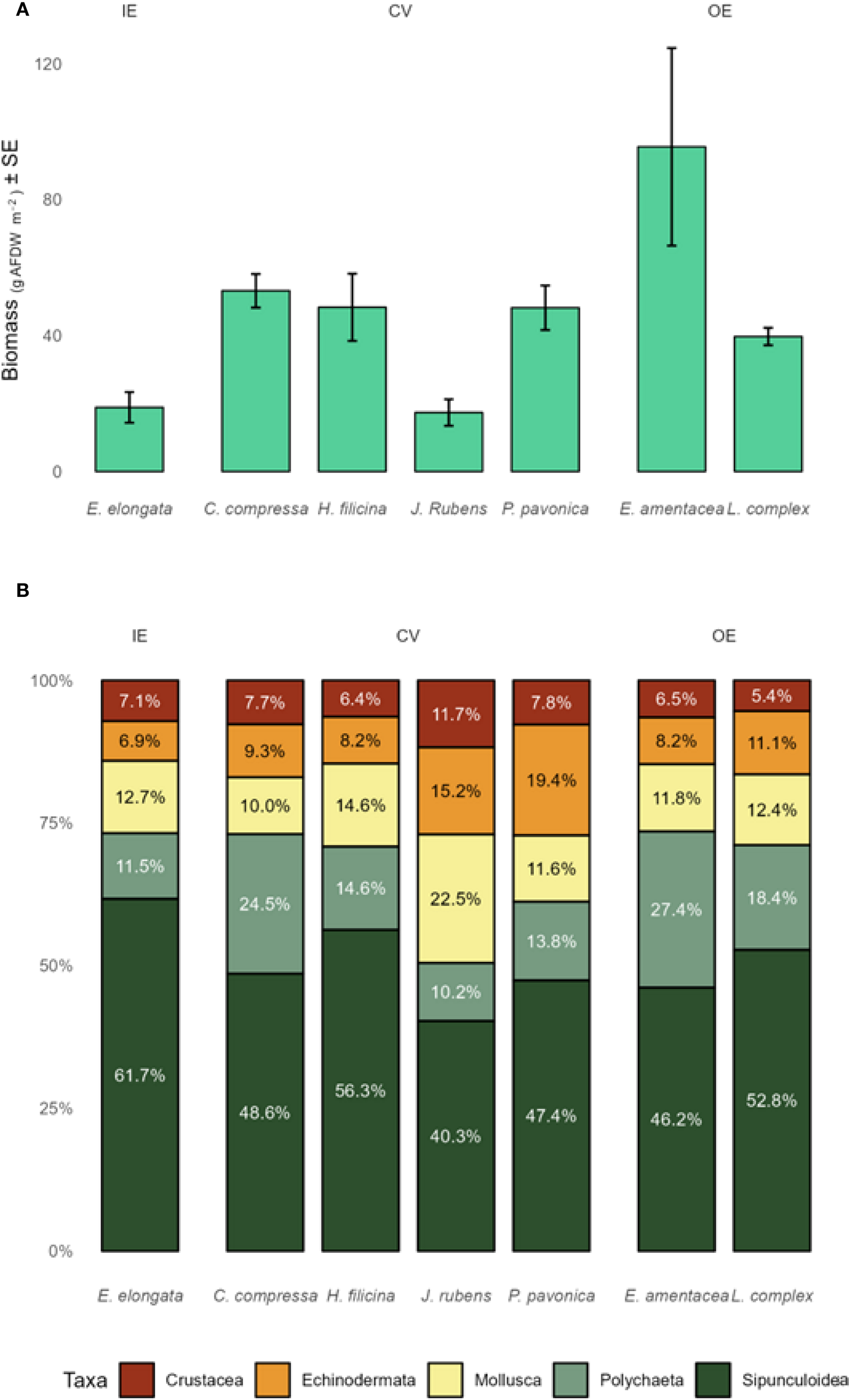 Chart comparison showing biomass (A) and taxonomic composition (B) for different algae species under three conditions: IE, CV, and OE. A: Bar graph depicting biomass as grams of ash-free dry weight per meter squared with standard error. B: Stacked bar chart illustrating percentages of taxa: Crustacea, Echinodermata, Mollusca, Polychaeta, and Sipunculoidea.